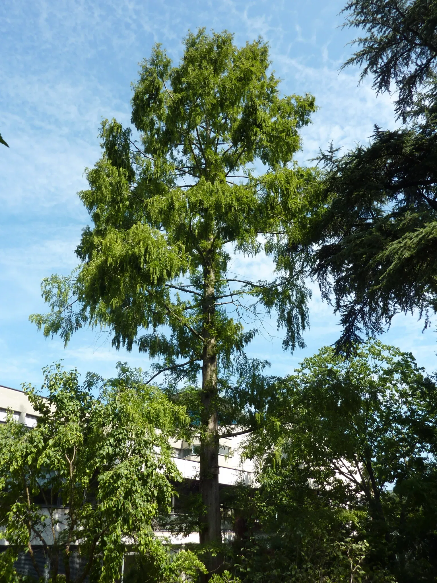 Jardín botánico de la universidad de Basilea