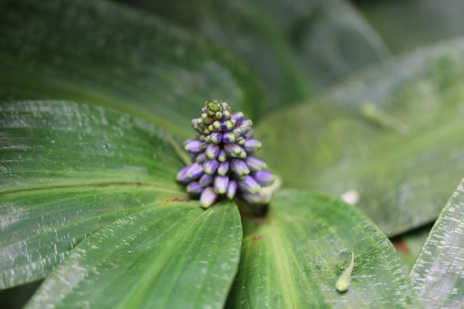 Jardín botánico de la universidad de Basilea