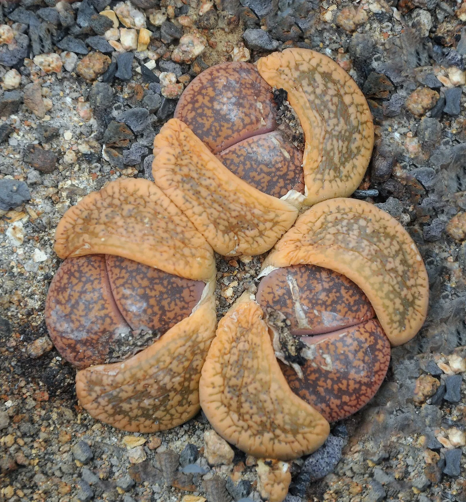 Botanischer Garten der Universität Basel