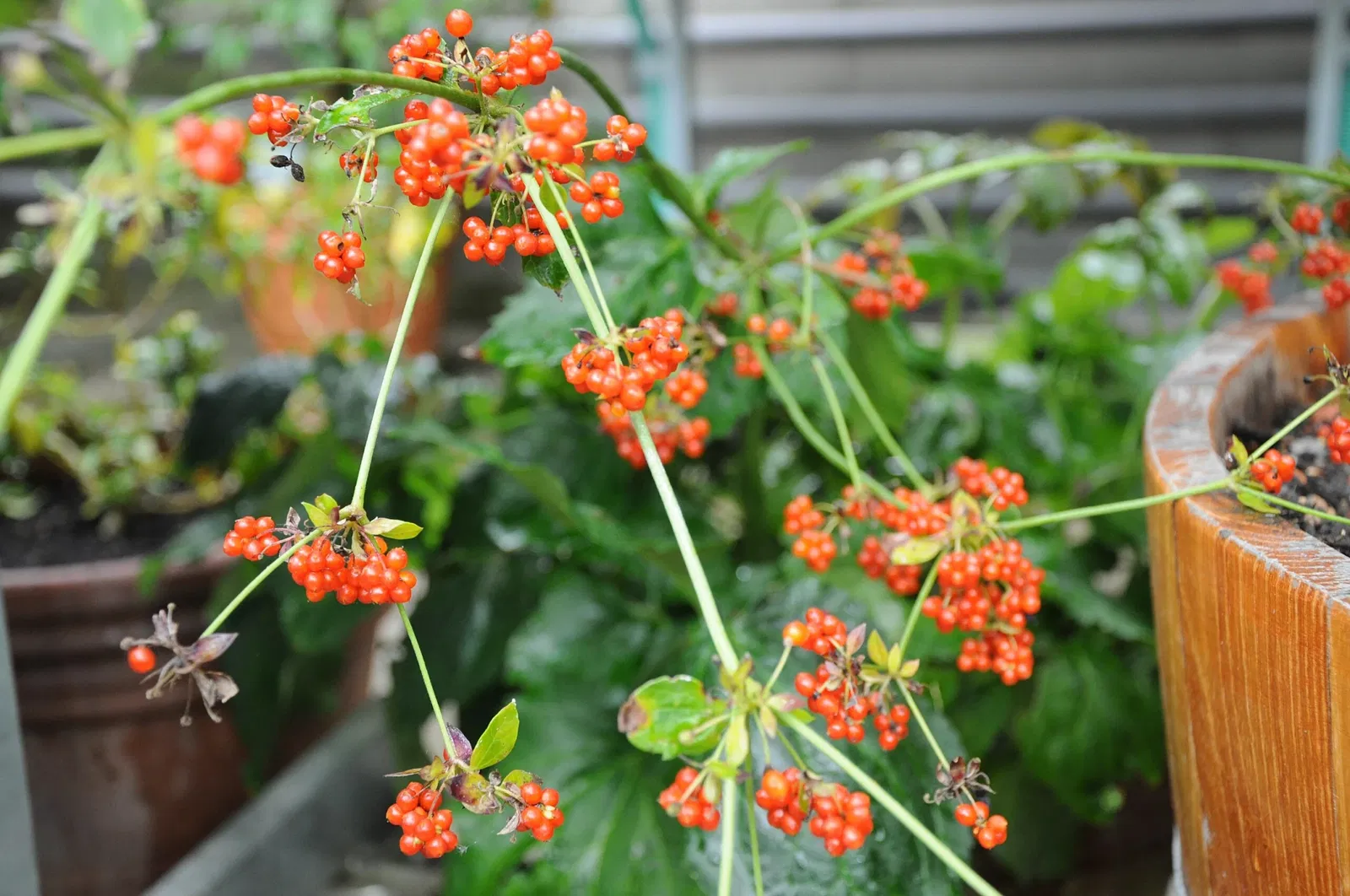 Jardín botánico de la universidad de Basilea
