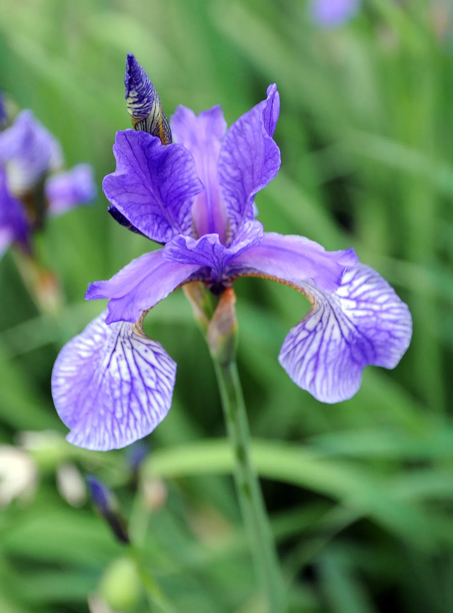 Botanischer Garten der Universität Basel