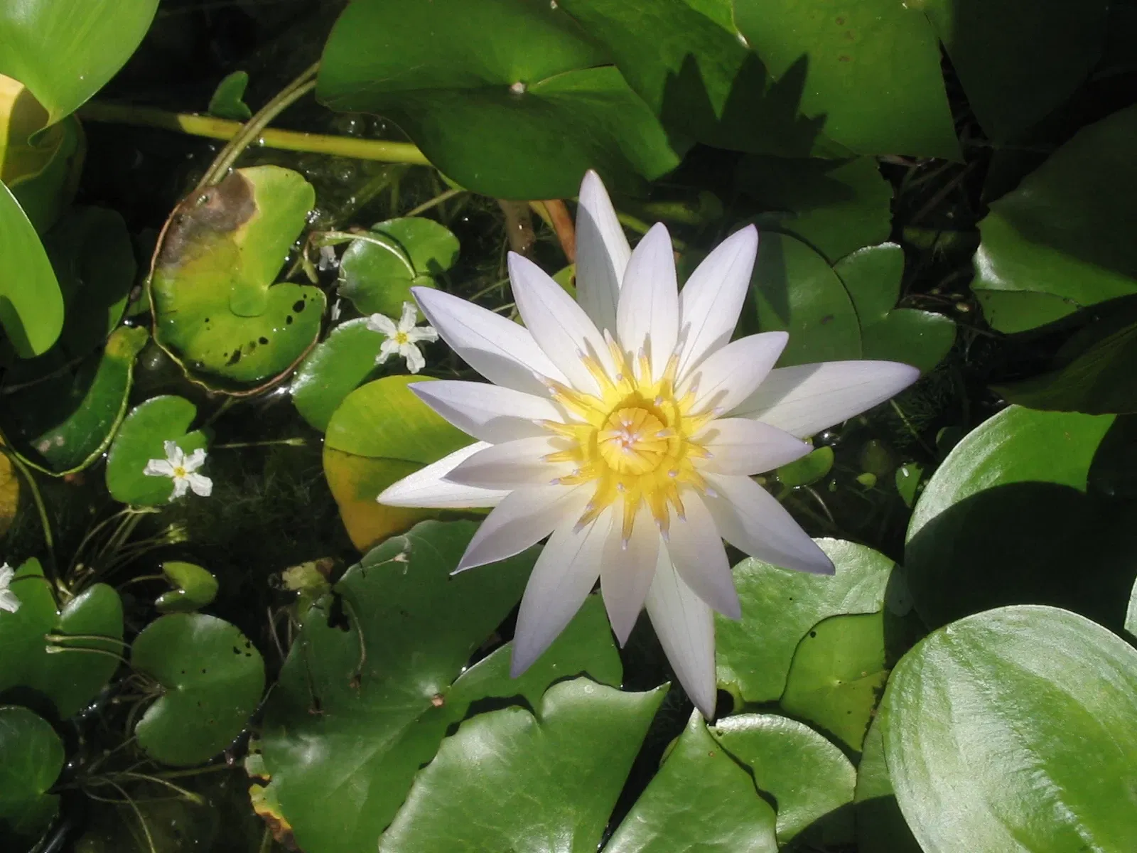 Botanischer Garten der Universität Basel