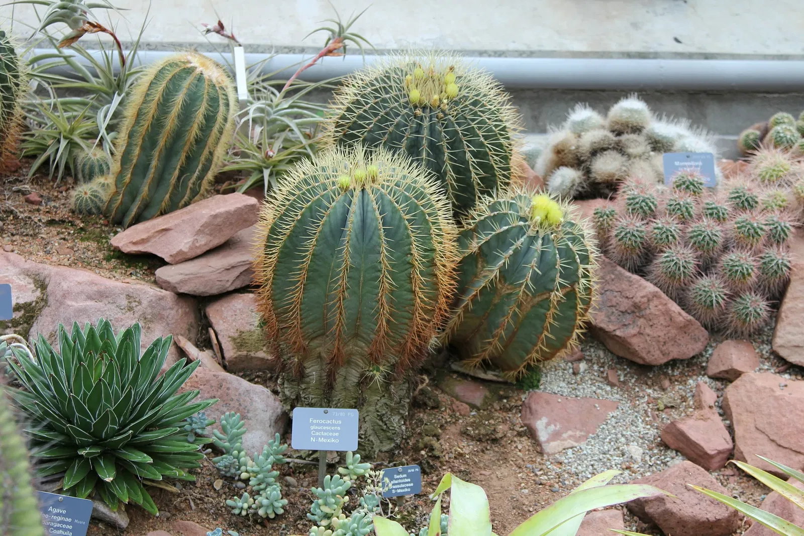 Botanischer Garten der Universität Basel