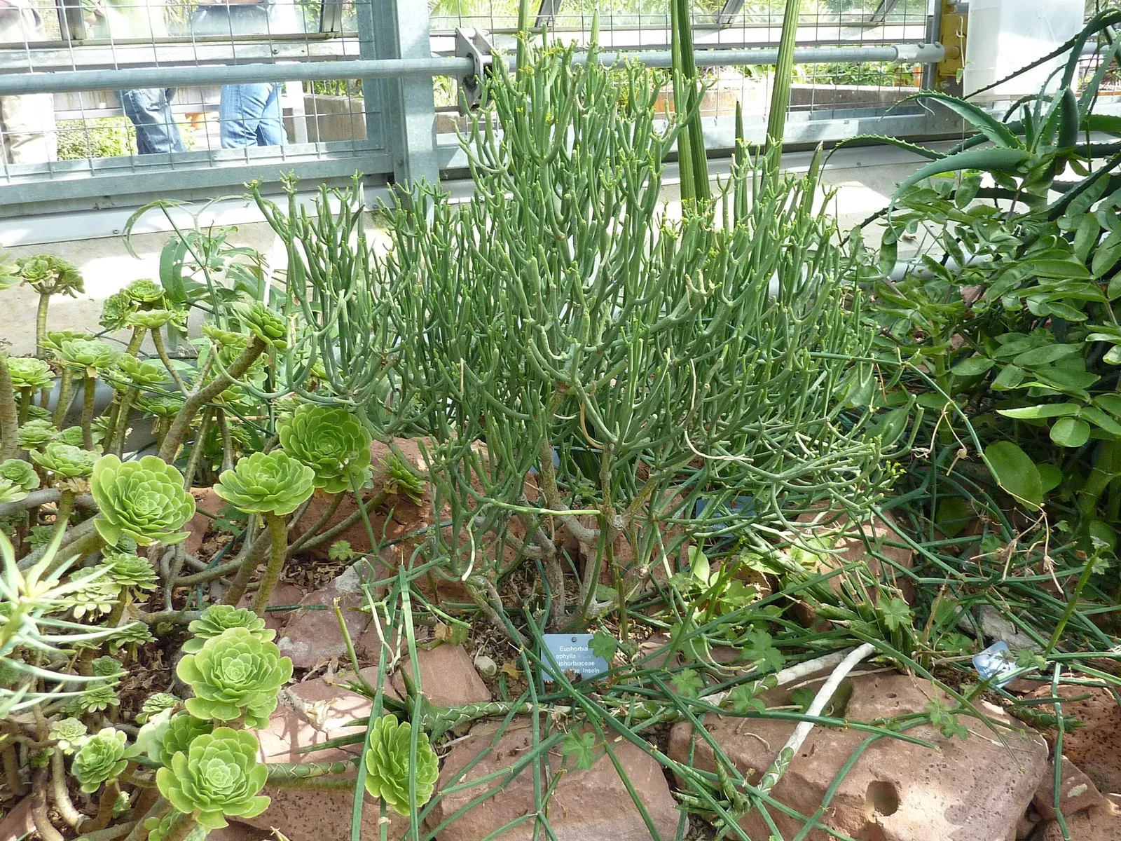 Botanischer Garten der Universität Basel