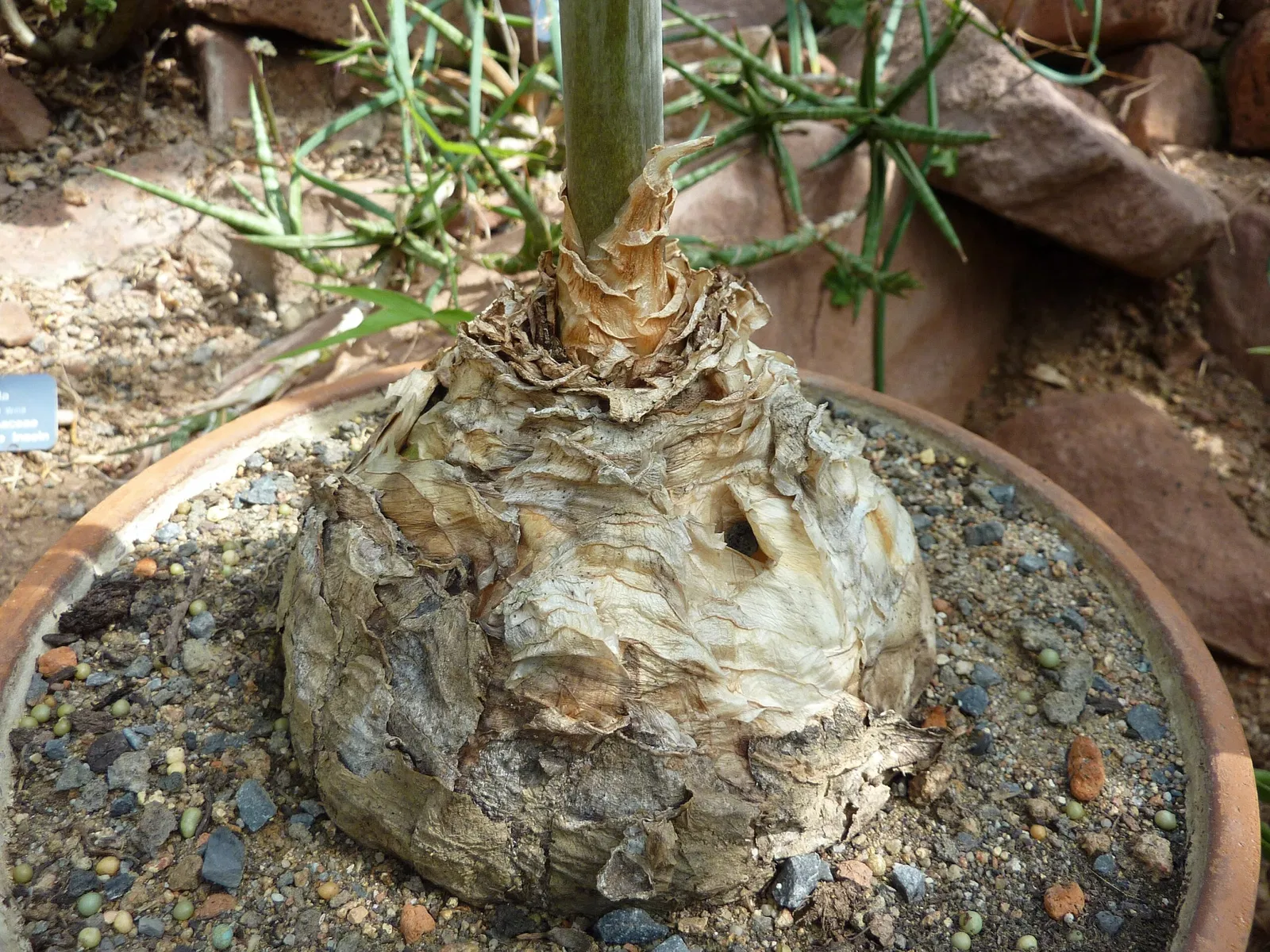 Jardín botánico de la universidad de Basilea