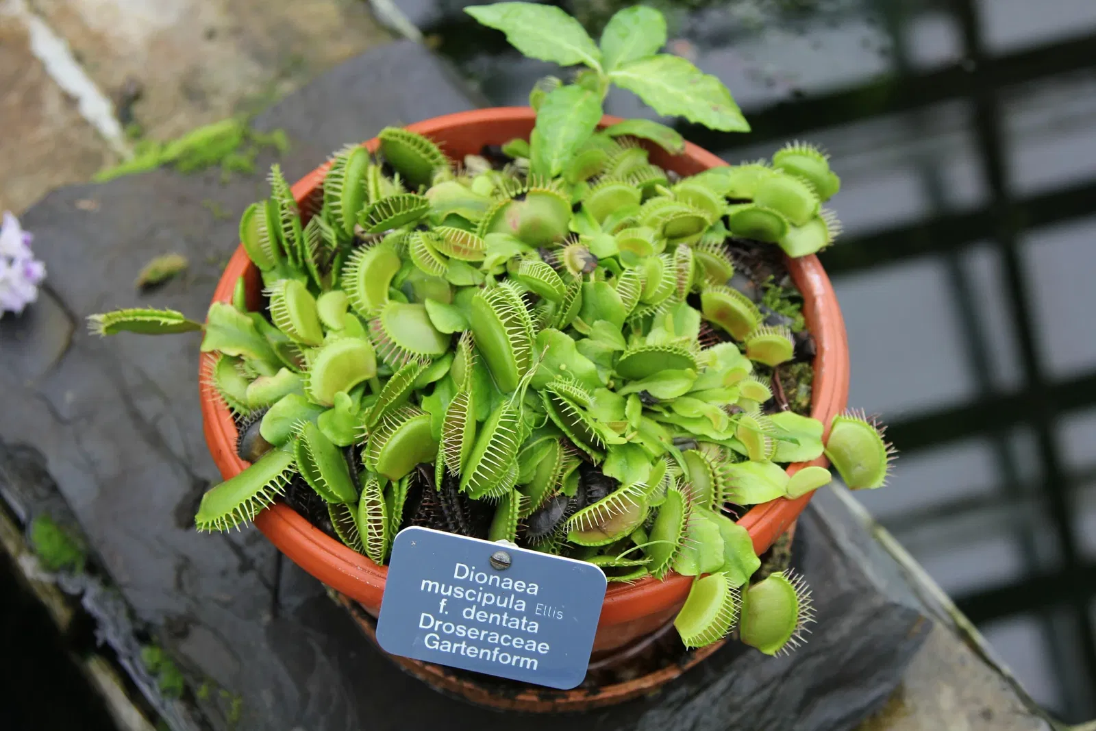 Botanischer Garten der Universität Basel