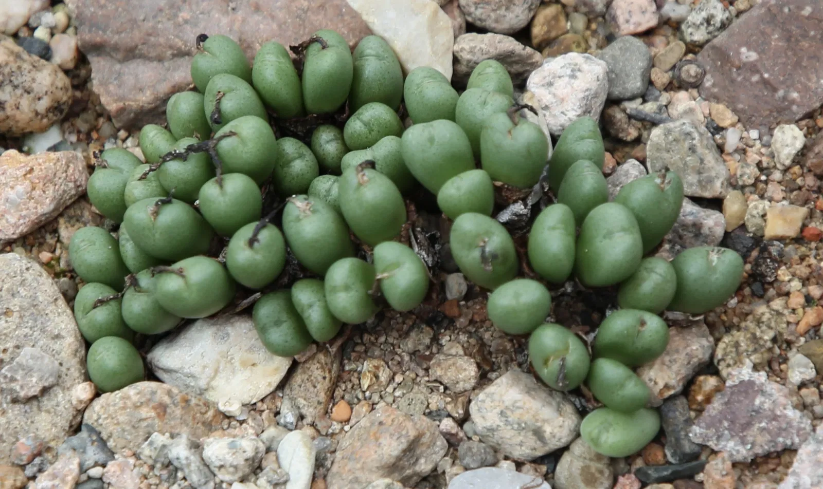 Jardín botánico de la universidad de Basilea