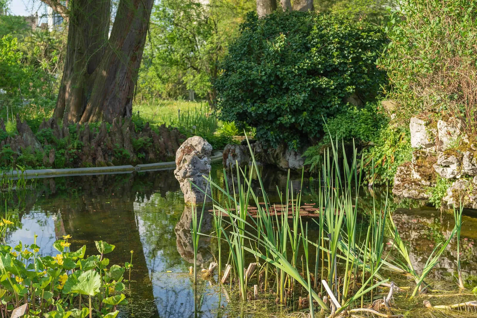 Botanischer Garten der Universität Basel