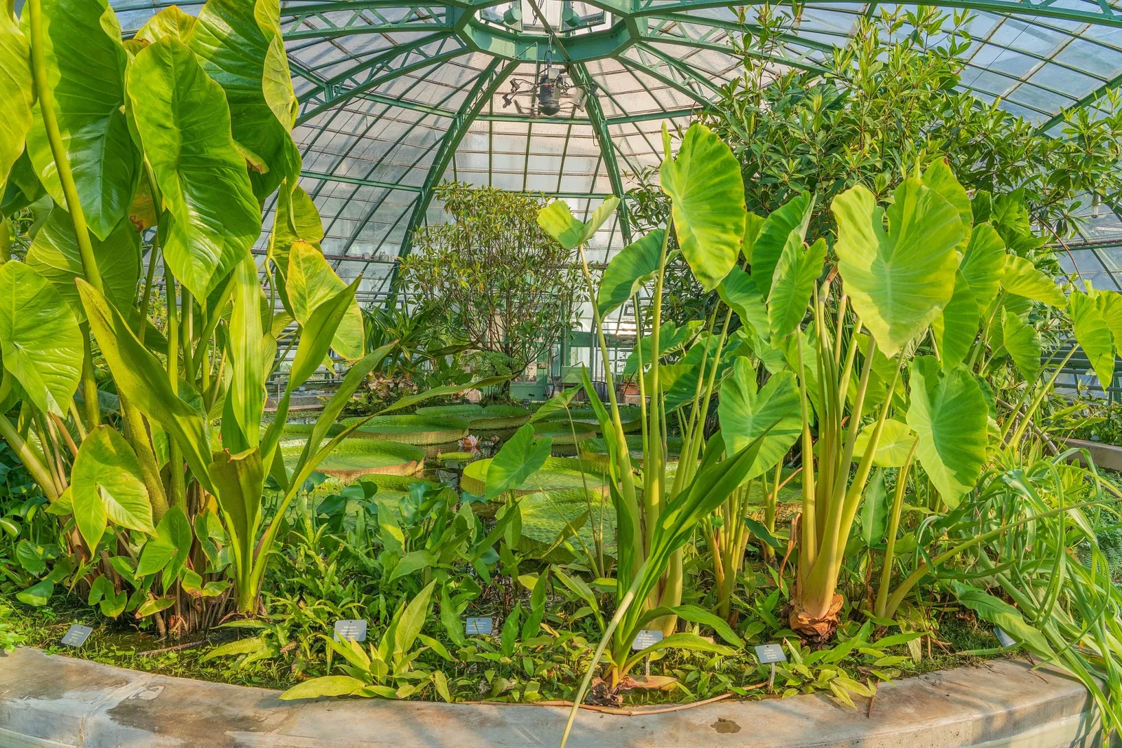 Botanischer Garten der Universität Basel