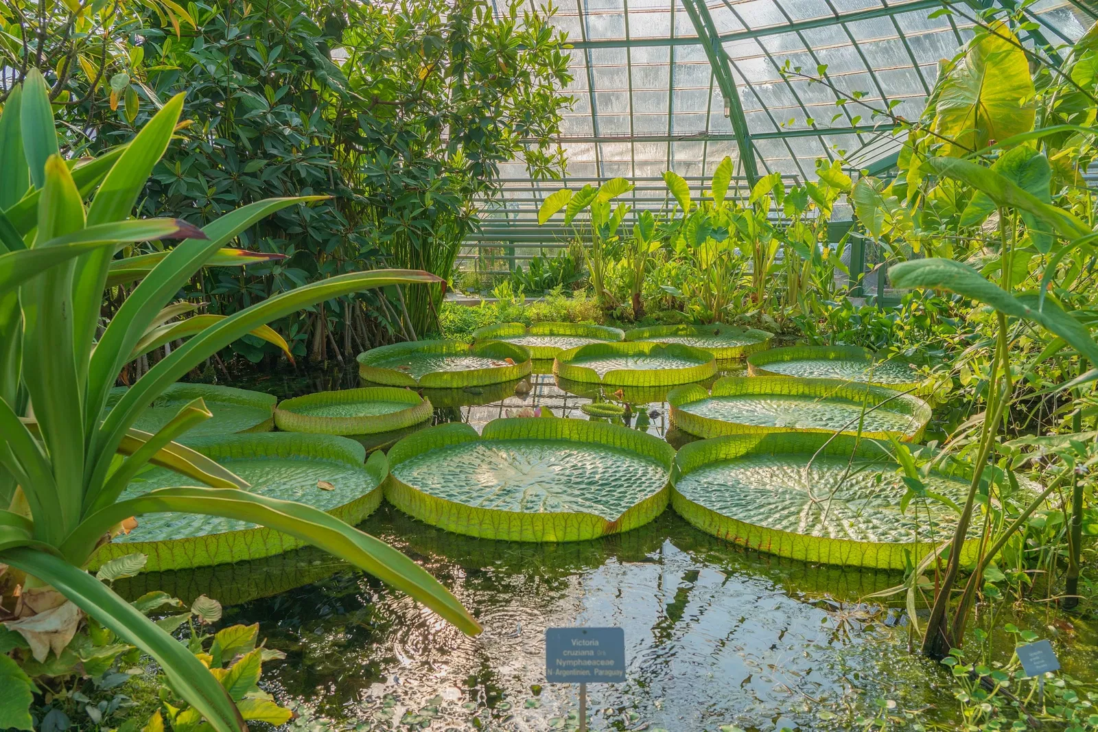 Jardín botánico de la universidad de Basilea