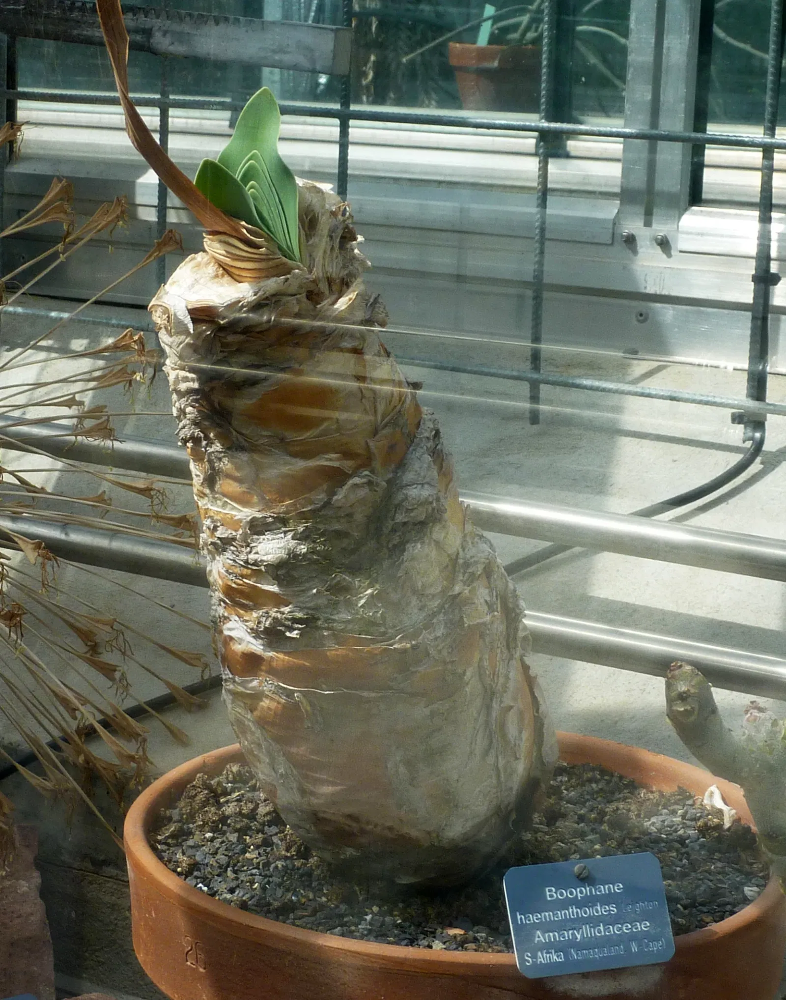 Botanischer Garten der Universität Basel