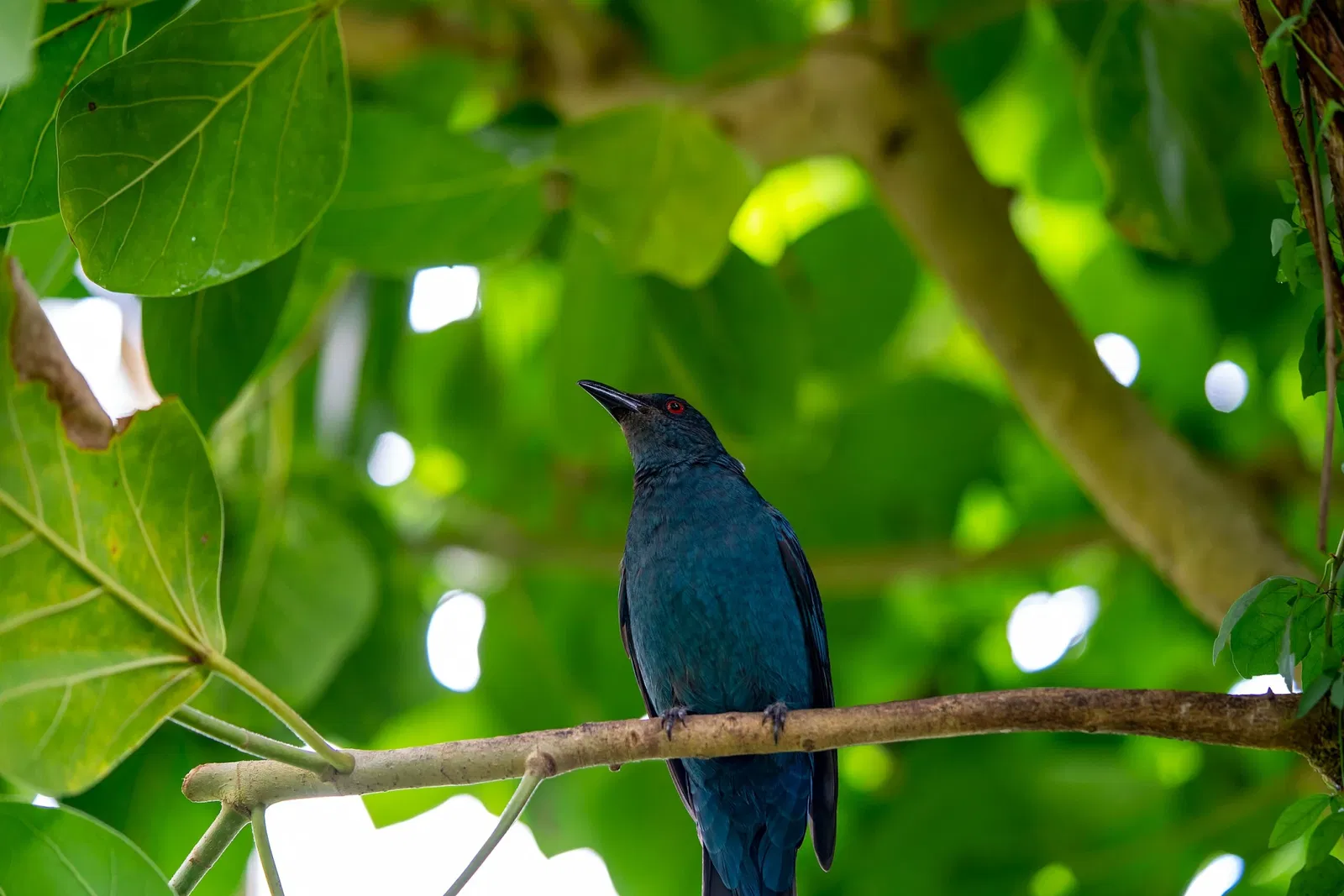 Botanischer Garten der Universität Basel