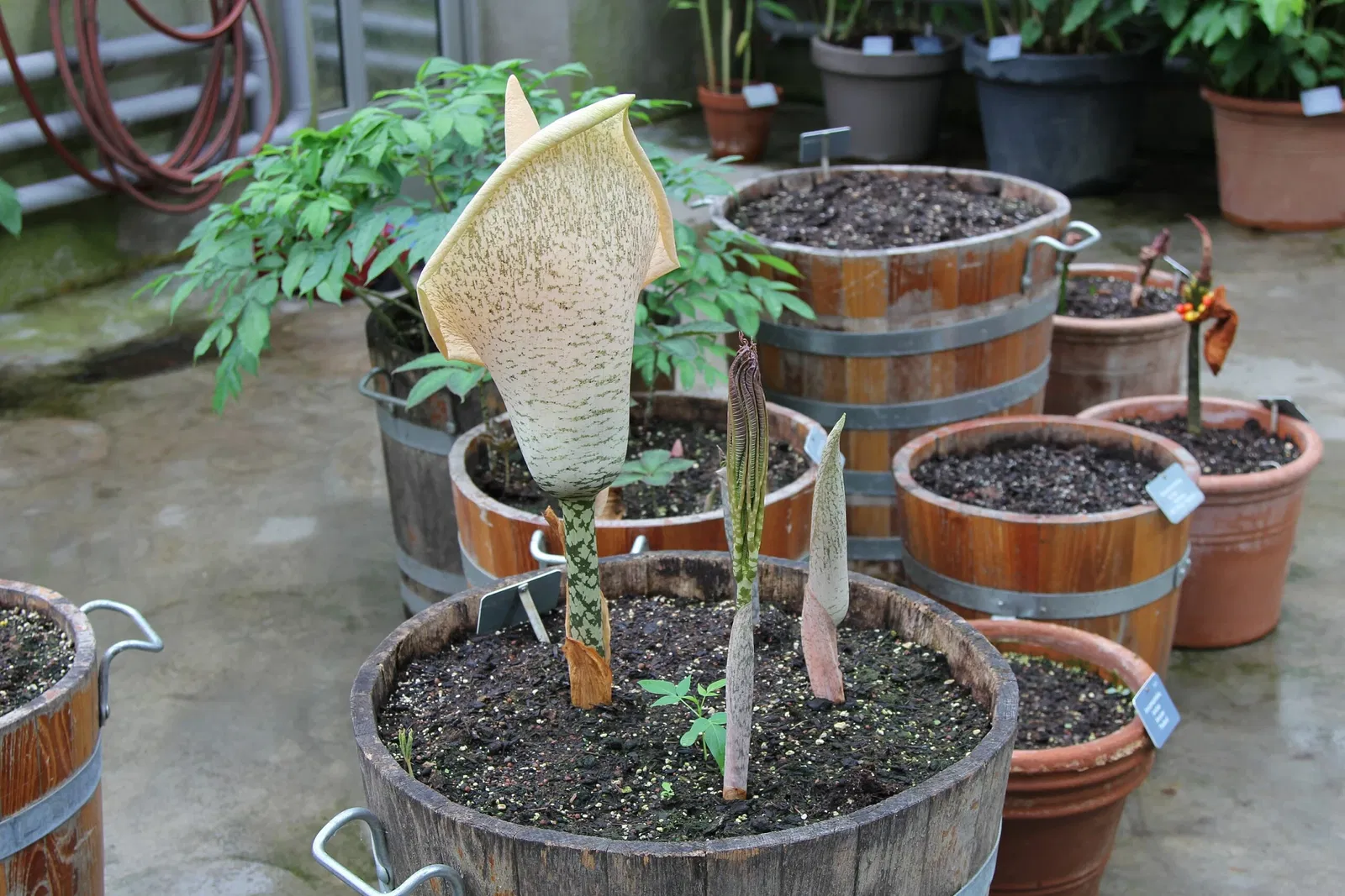 Botanischer Garten der Universität Basel
