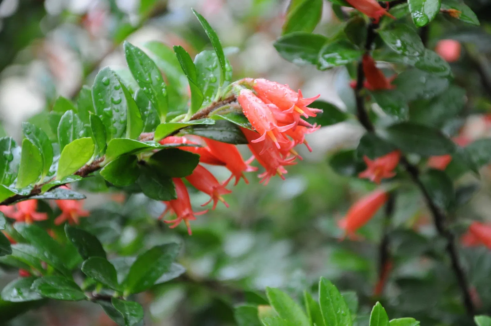 Jardín botánico de la universidad de Basilea