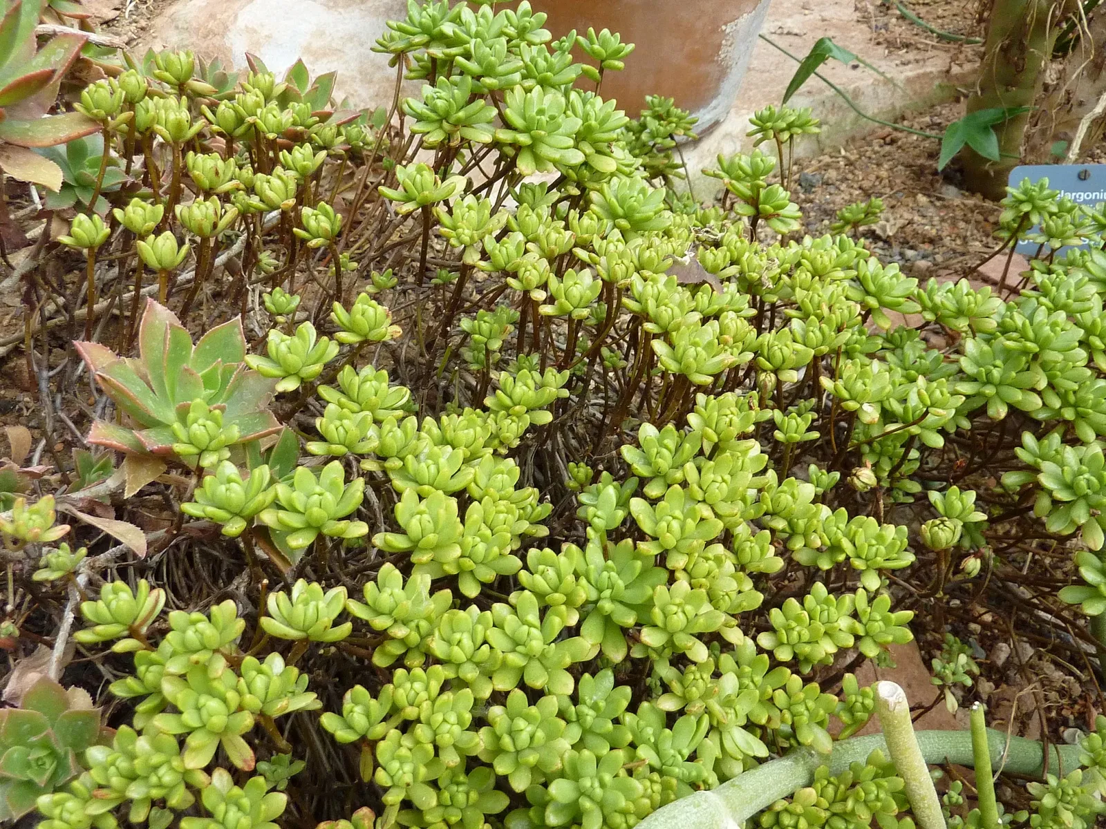 Jardín botánico de la universidad de Basilea