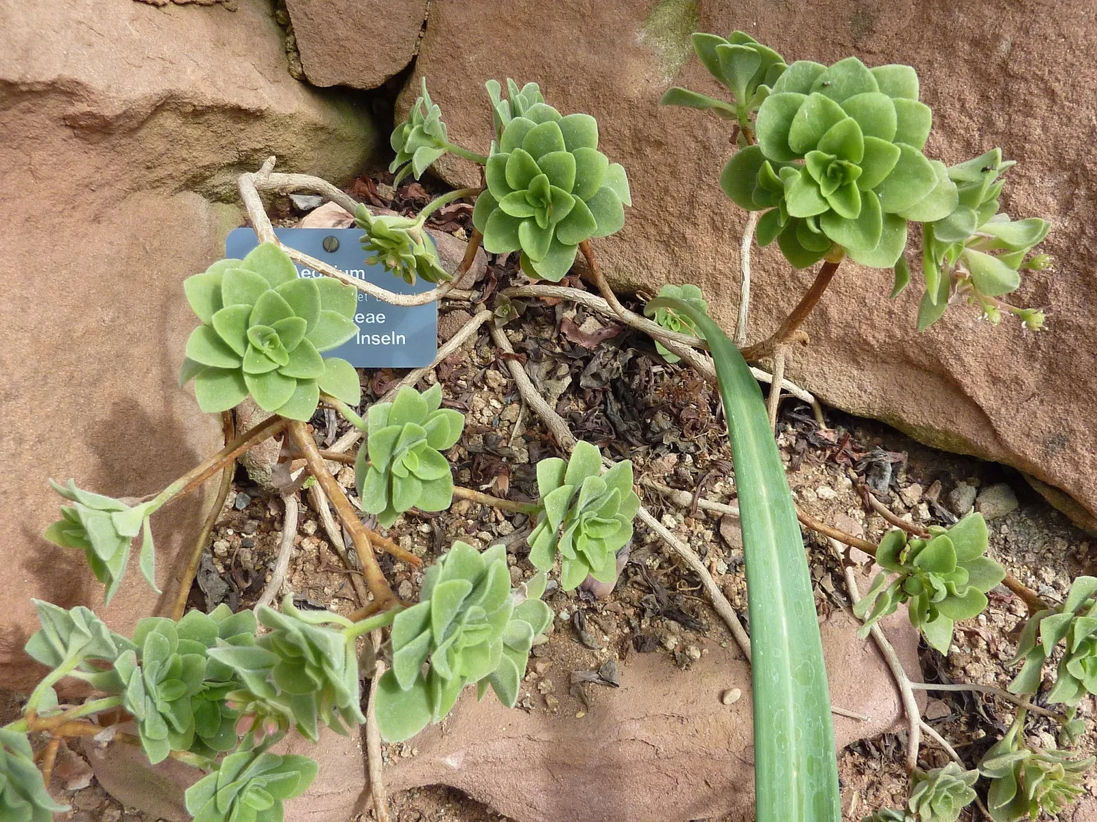 Jardín botánico de la universidad de Basilea