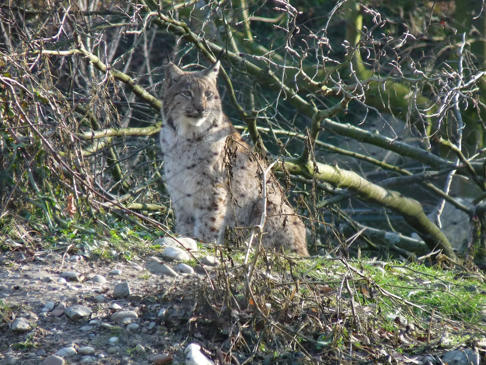 Tierpark Lange Erlen