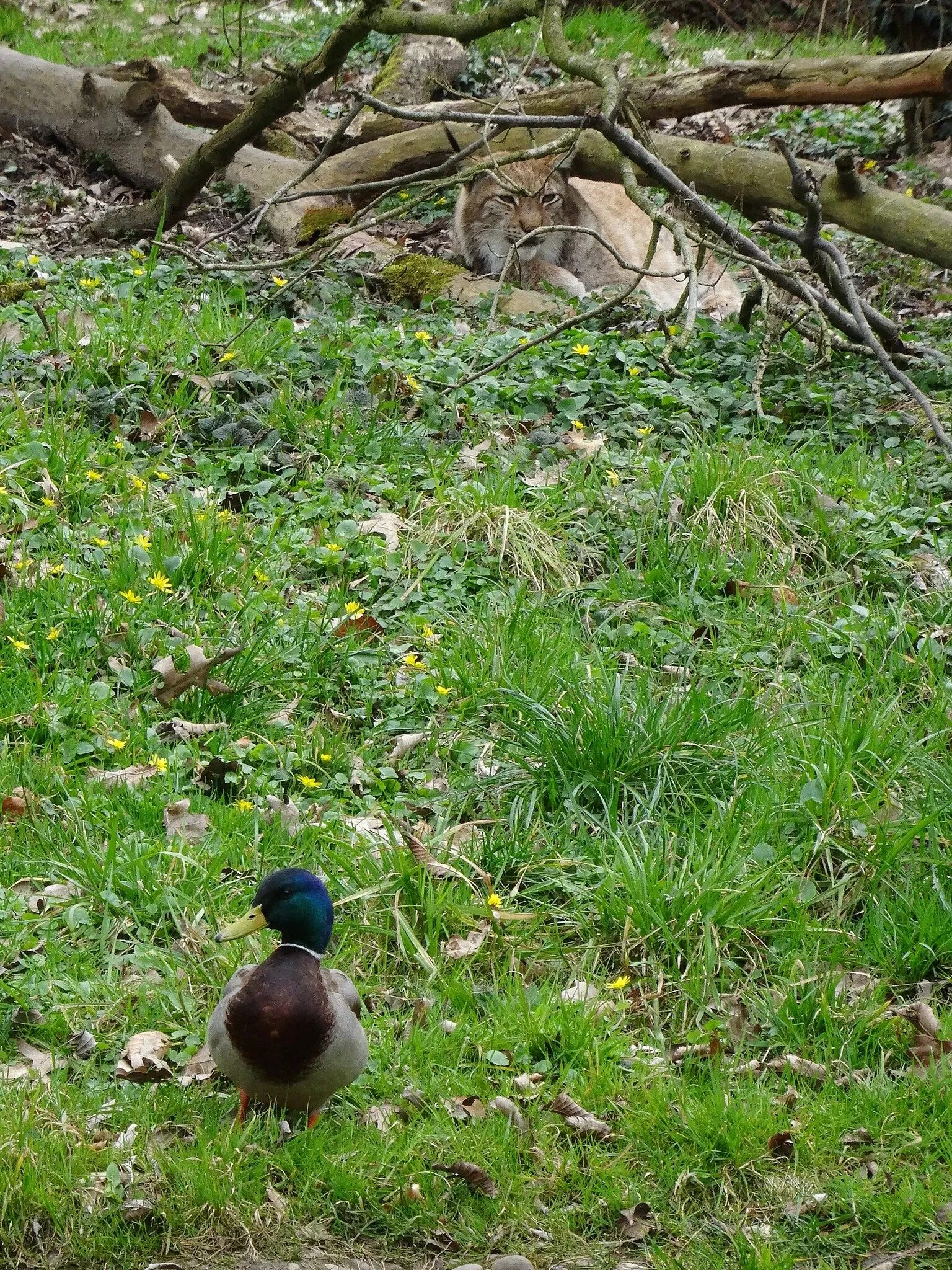 Tierpark Lange Erlen