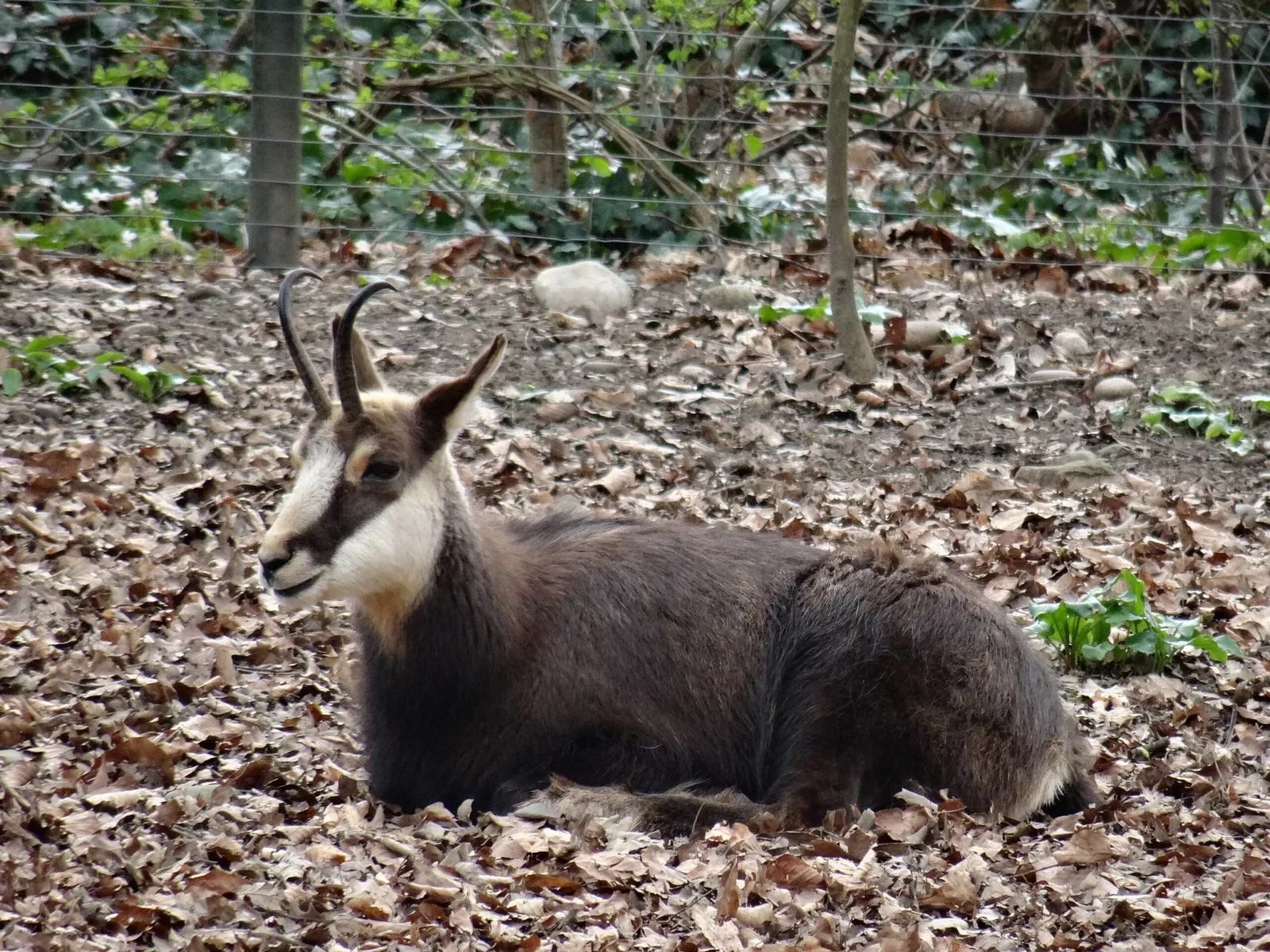 Tierpark Lange Erlen
