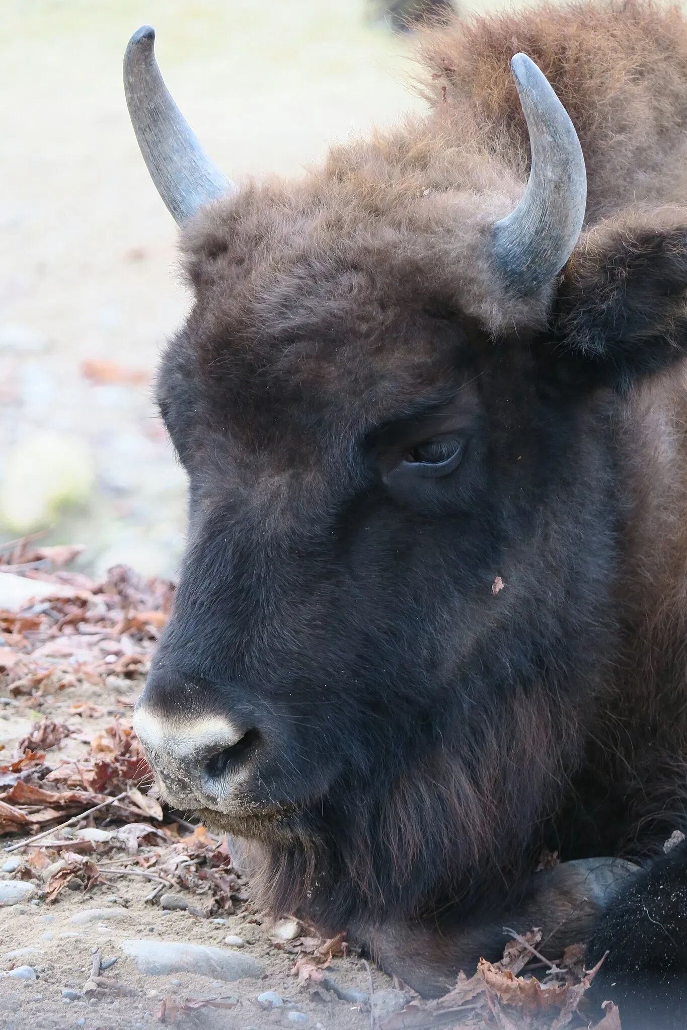 Tierpark Lange Erlen