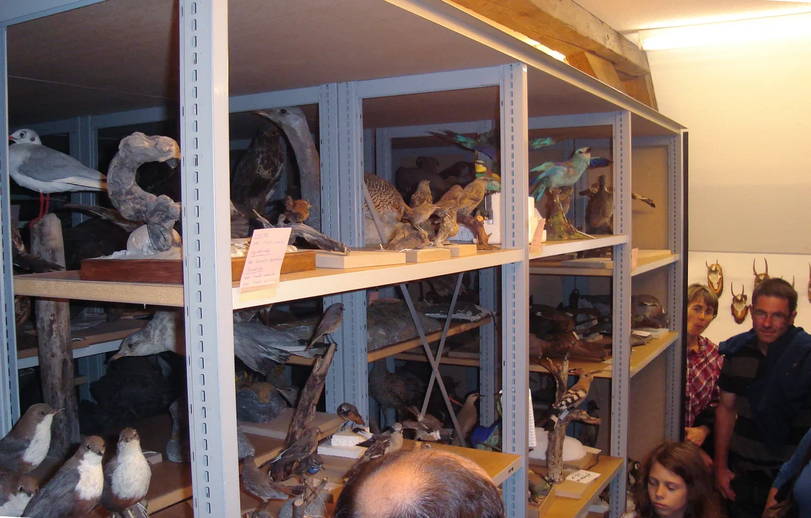 Lucerne Nature Museum