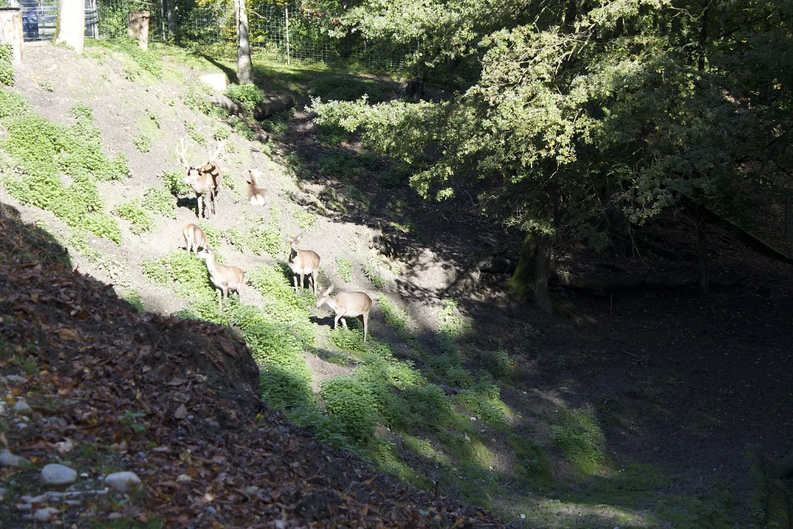 Wildpark Bruderhaus