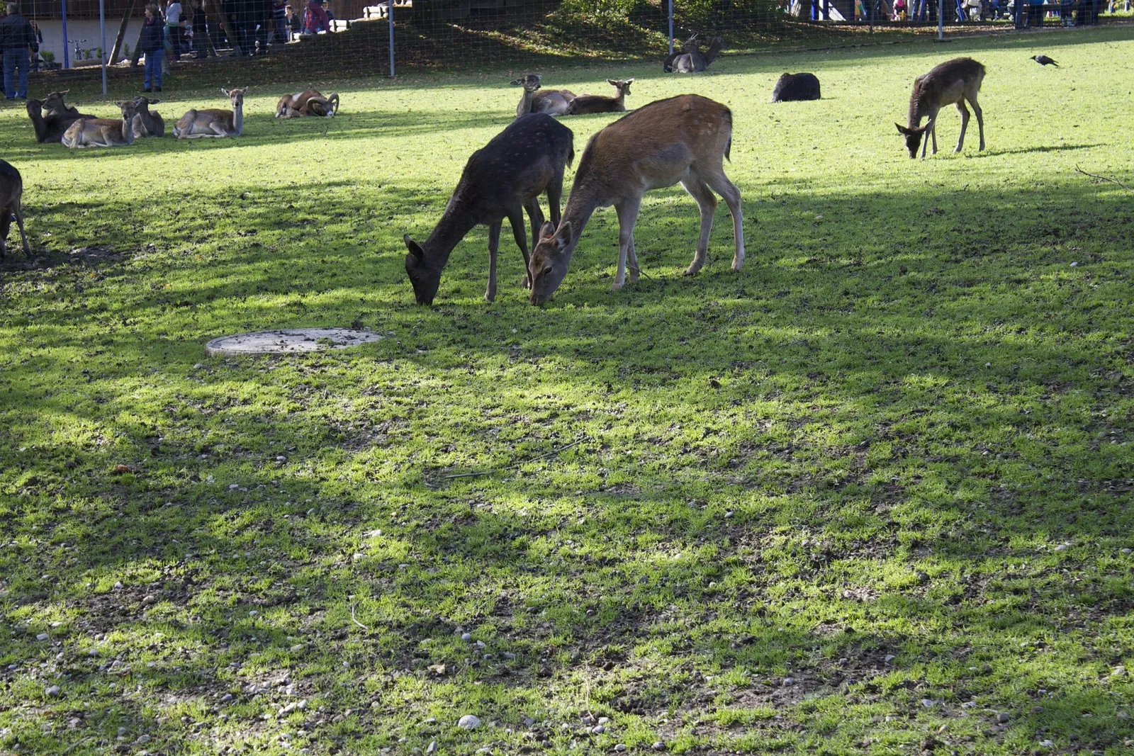 Wildpark Bruderhaus