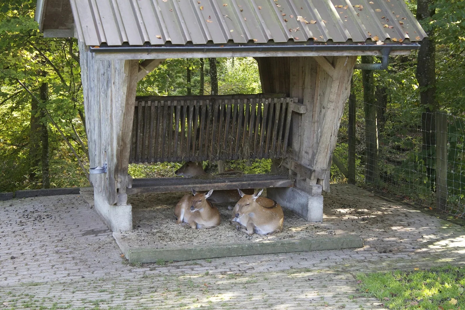 Wildpark Bruderhaus