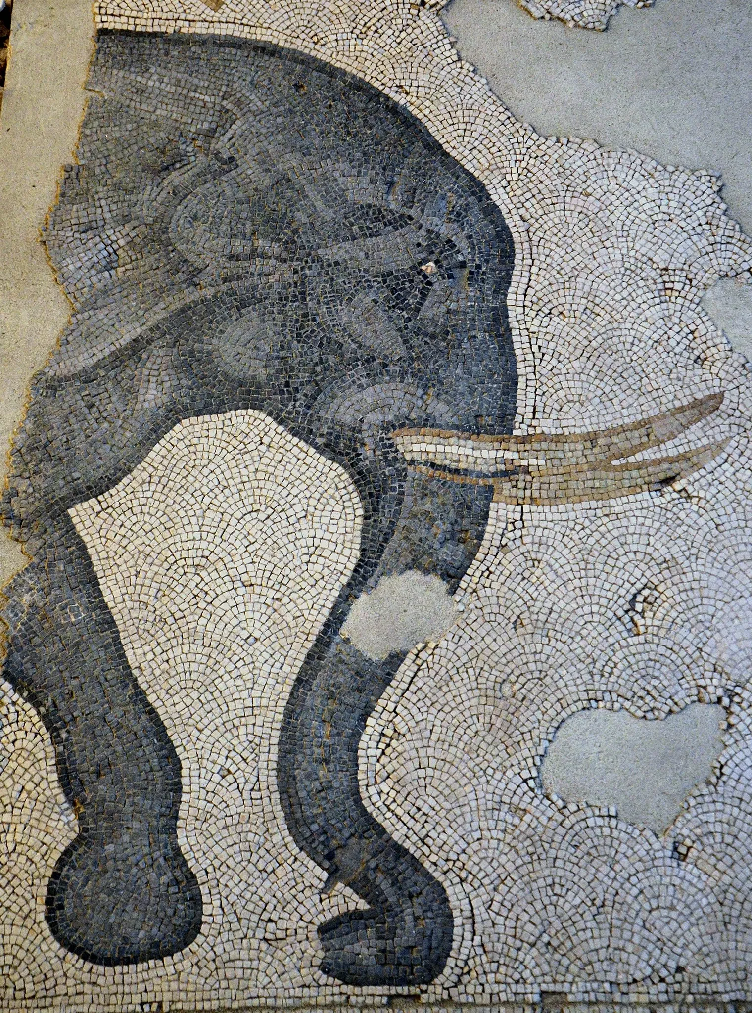 Musée de la mosaïque du Grand Palais