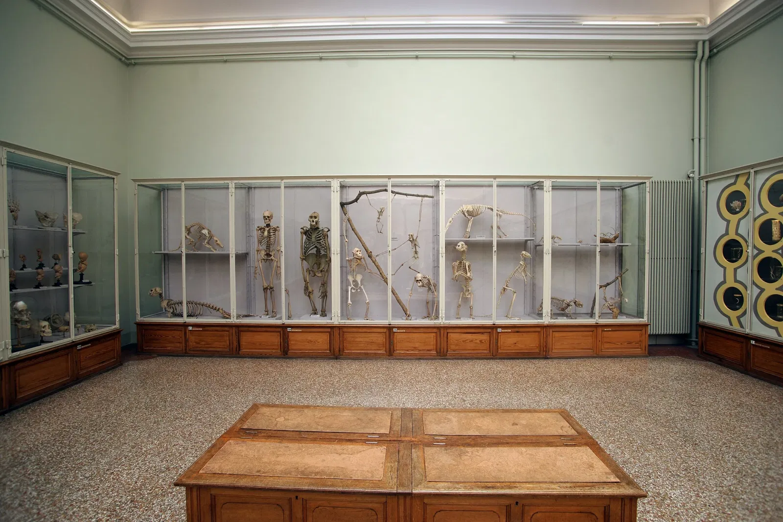 Cantonal Museum of Zoology