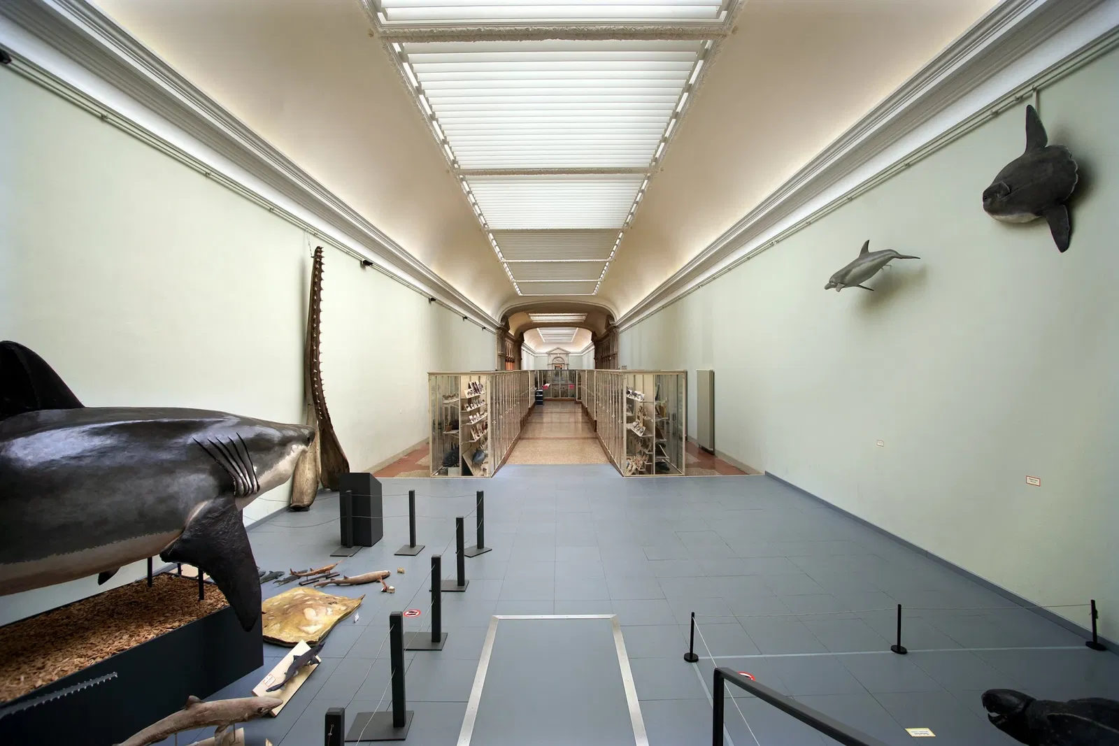 Musée cantonal de zoologie