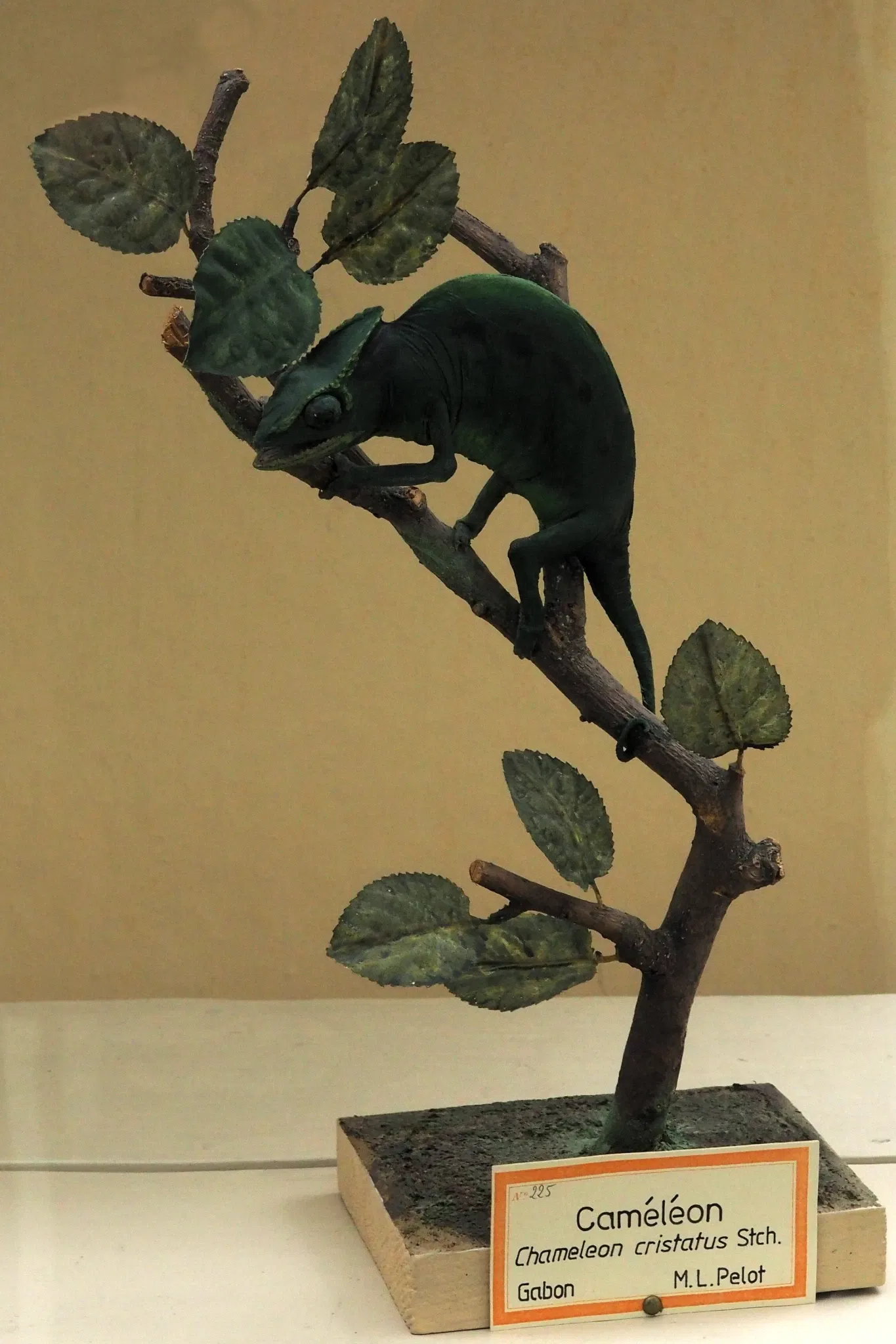 Musée cantonal de zoologie