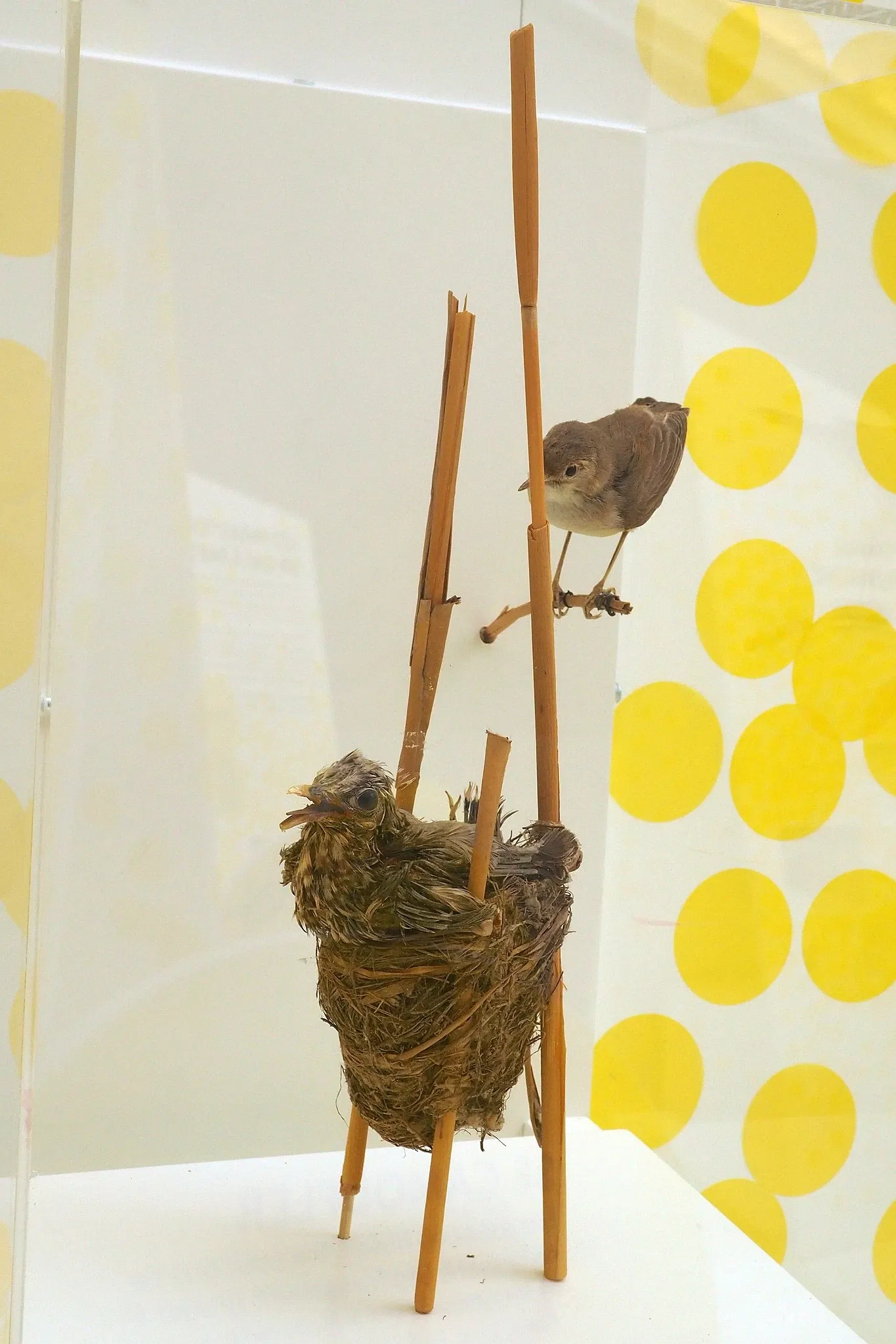 Museo cantonale di zoologia