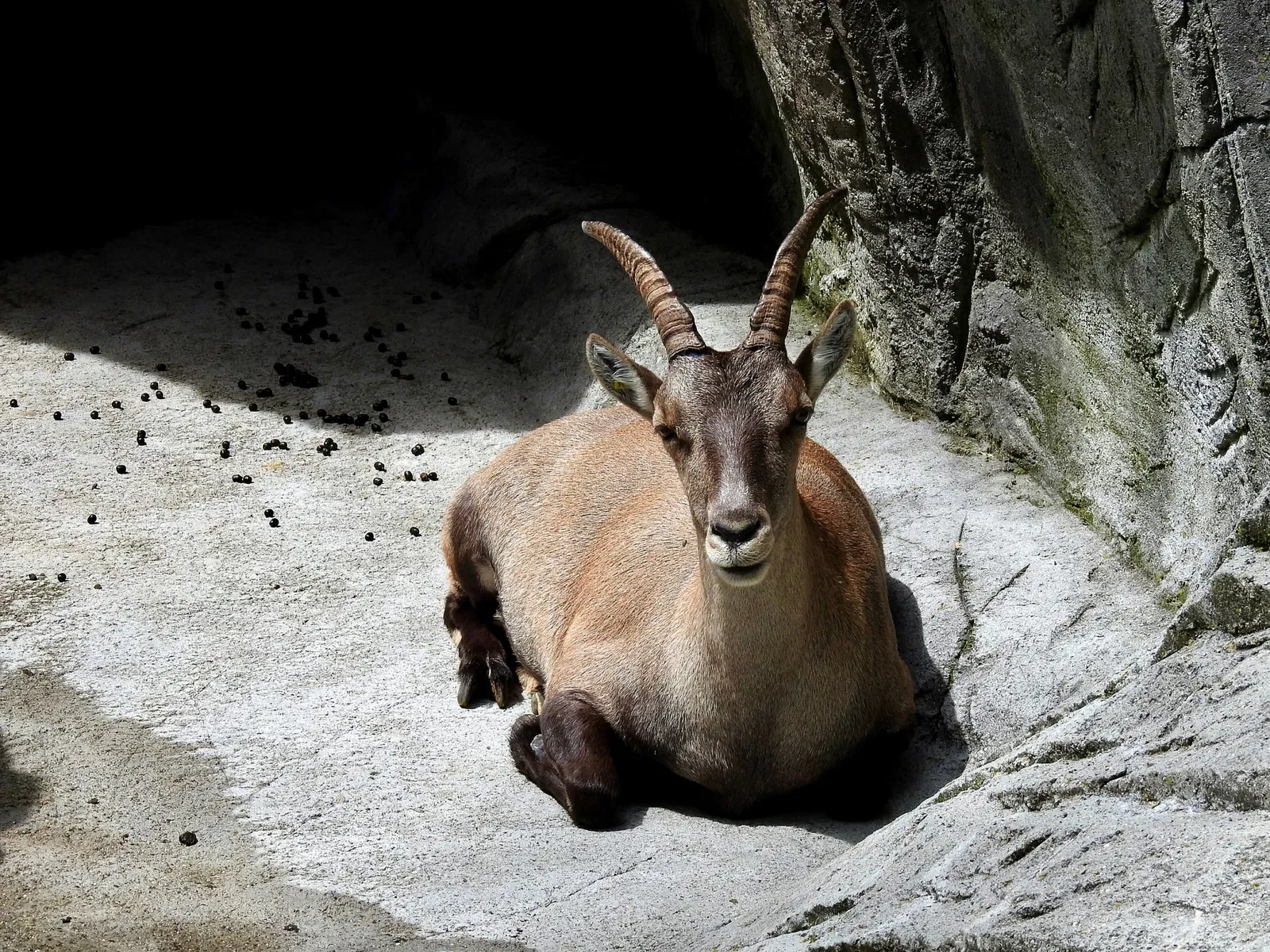 Wildpark Peter und Paul