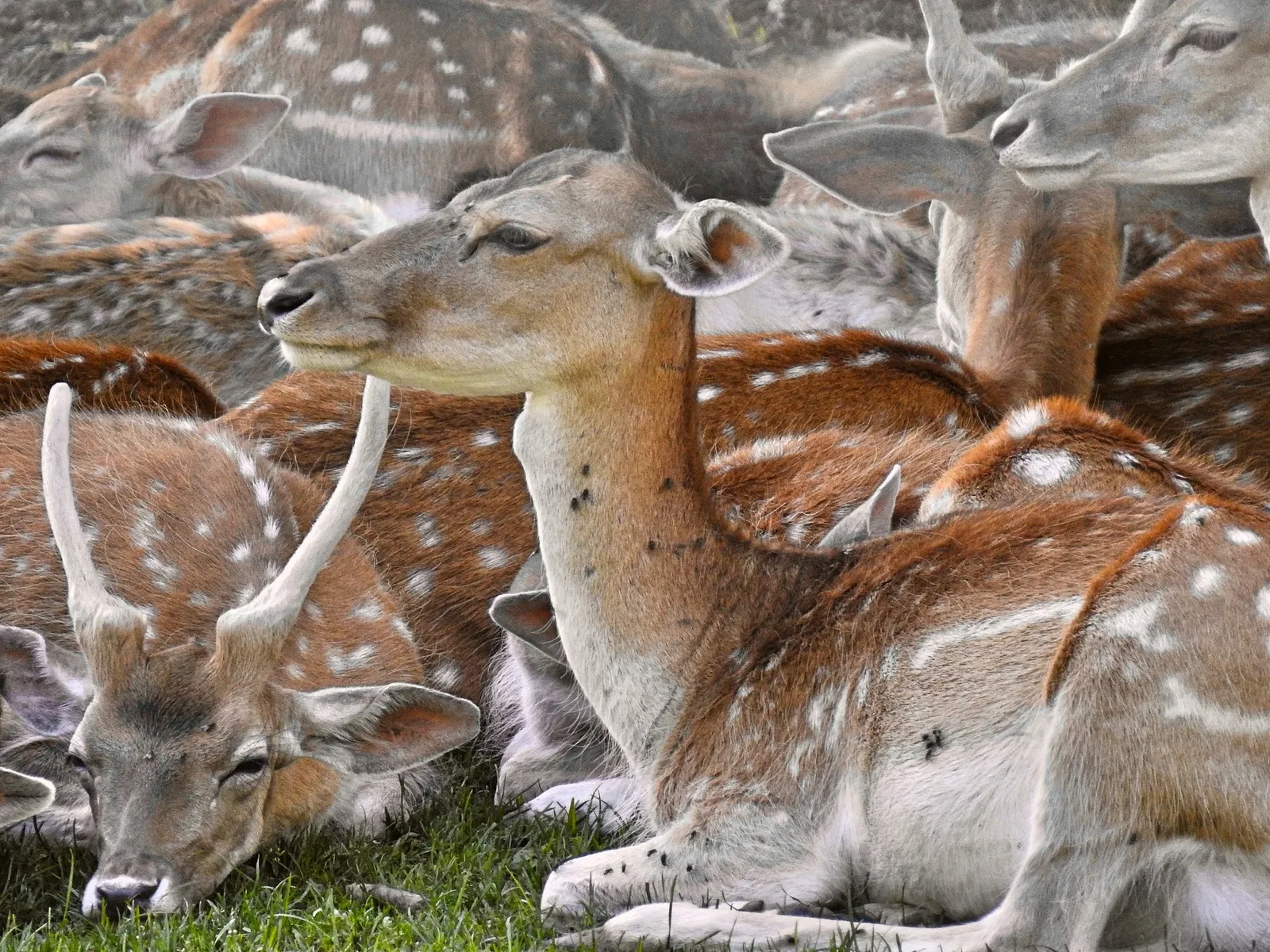 Wildpark Peter und Paul