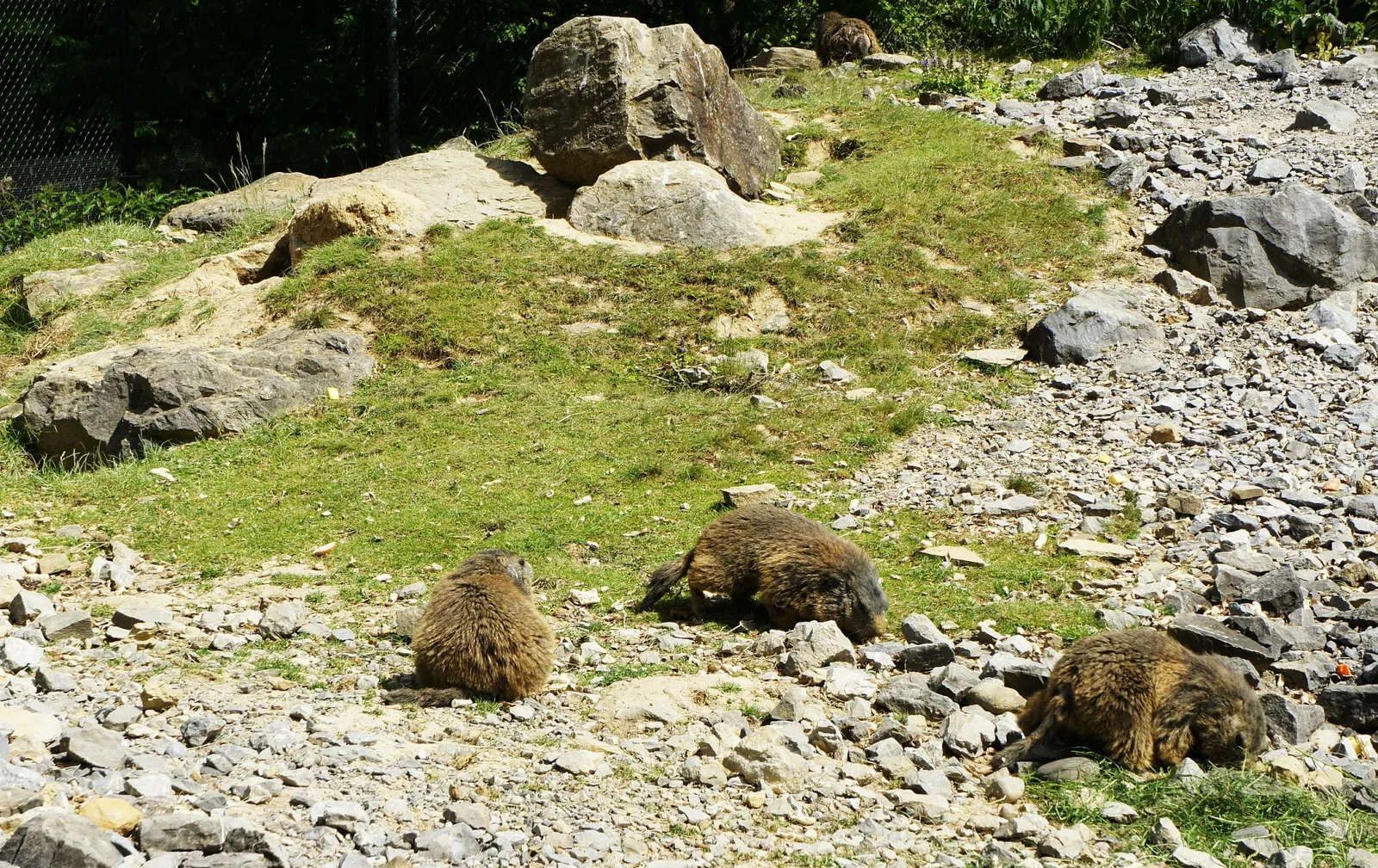 Wildpark Peter und Paul