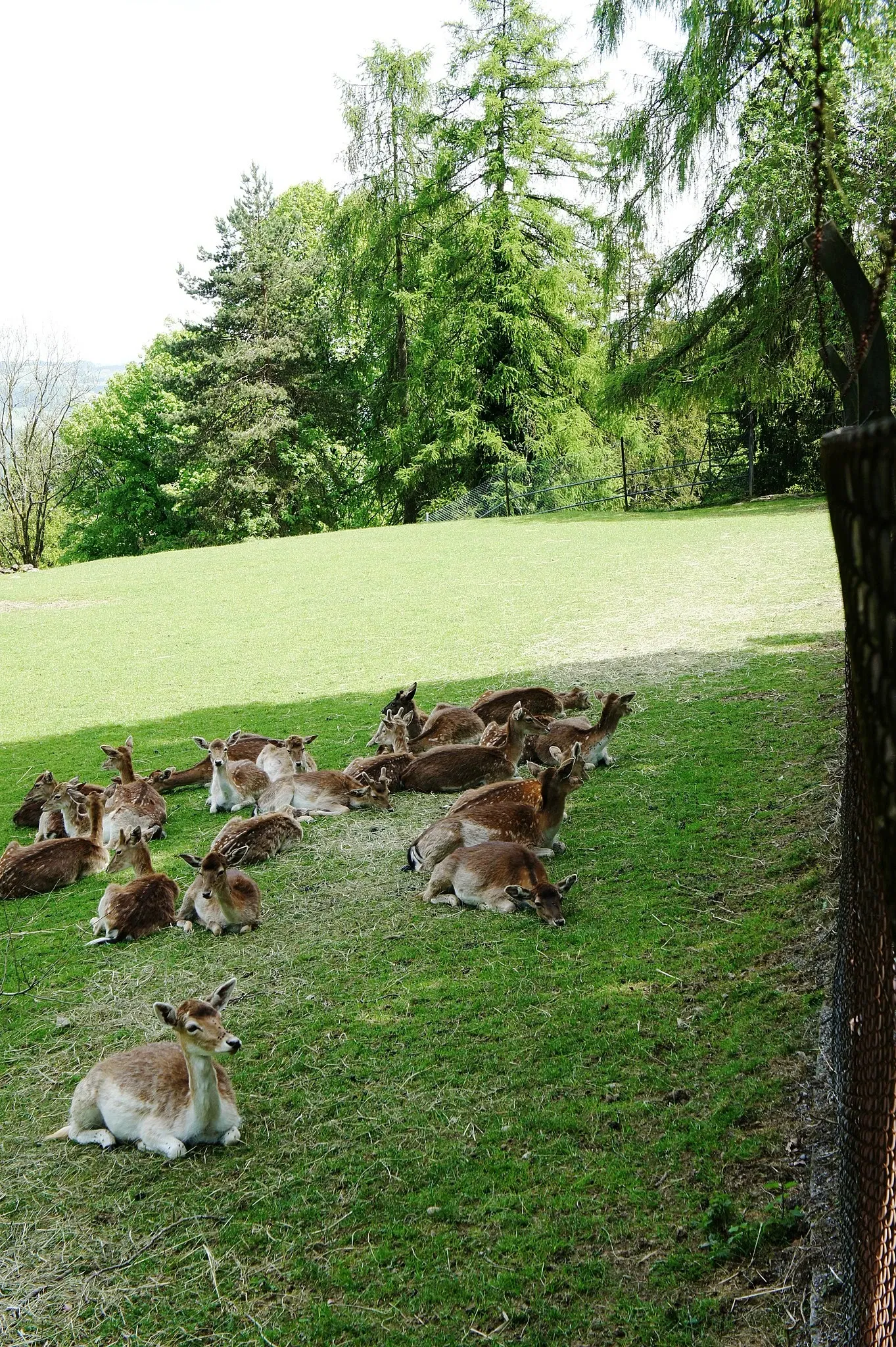 Wildpark Peter und Paul
