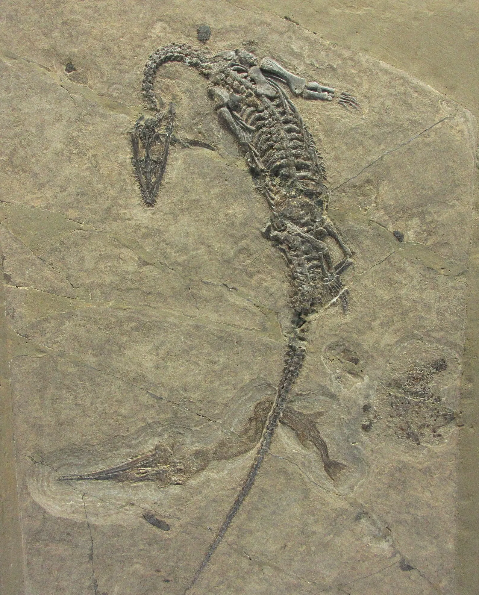 Museum of fossils from Monte San Giorgio