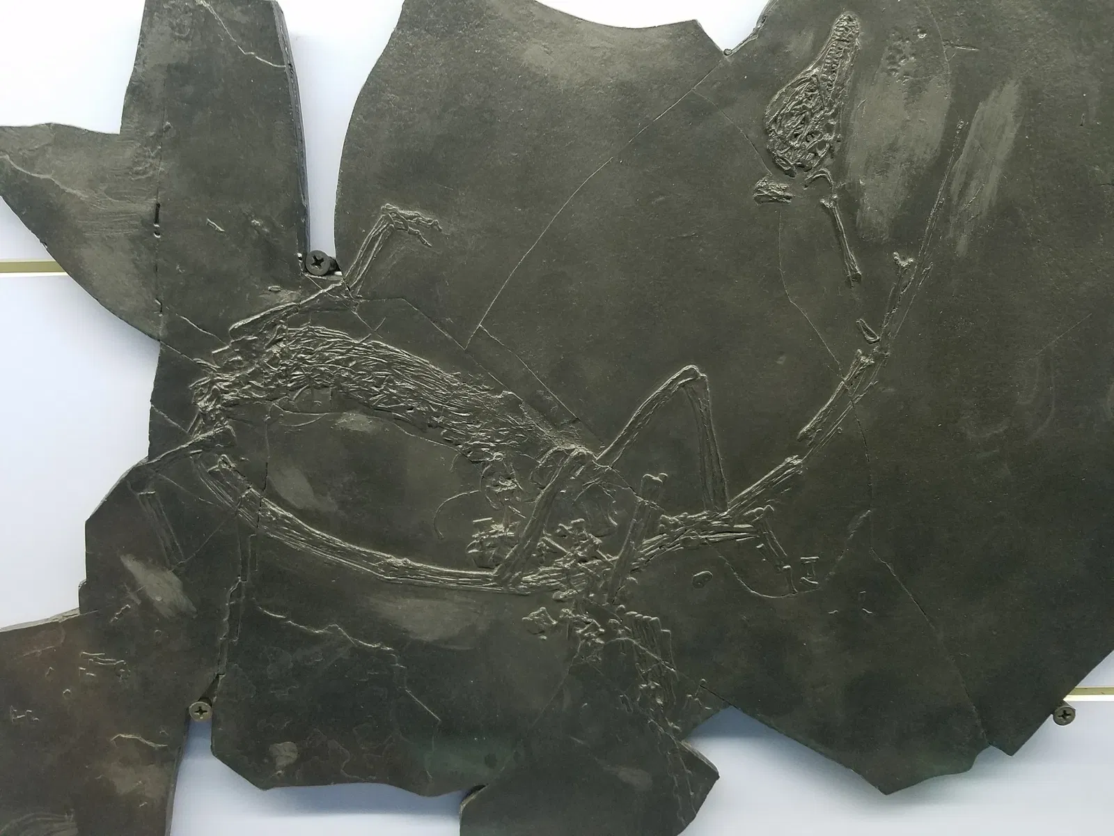 Museo dei fossili del Monte San Giorgio