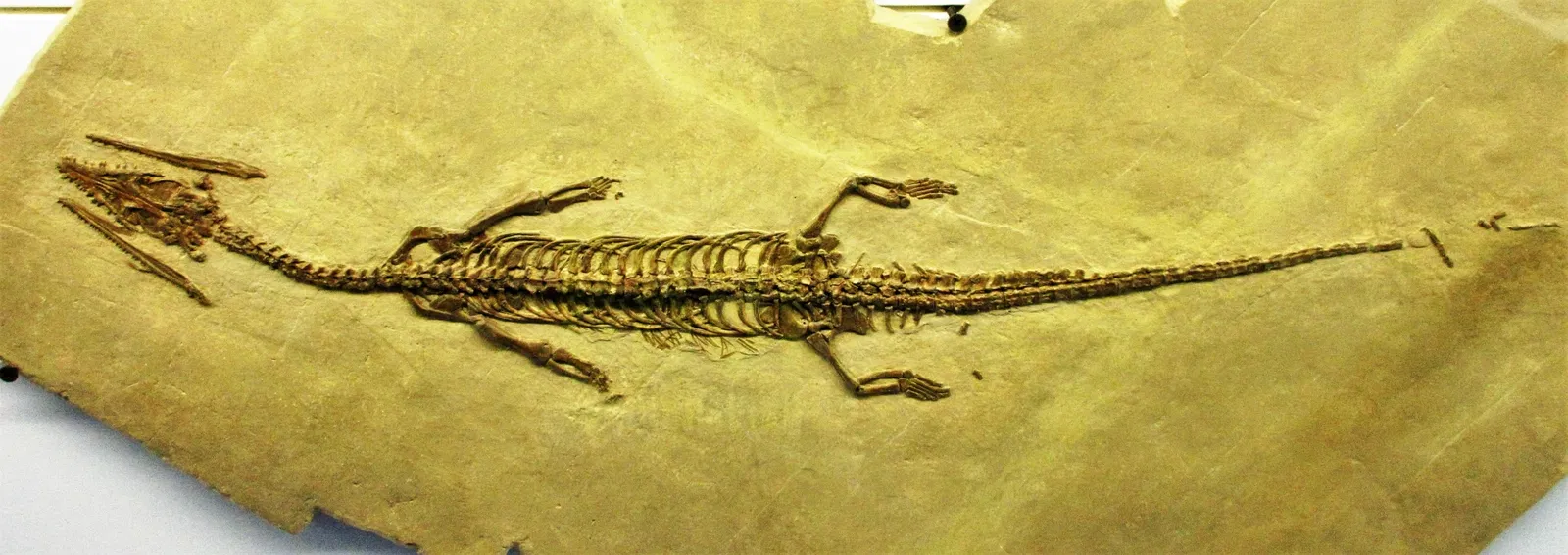 Museum of fossils from Monte San Giorgio