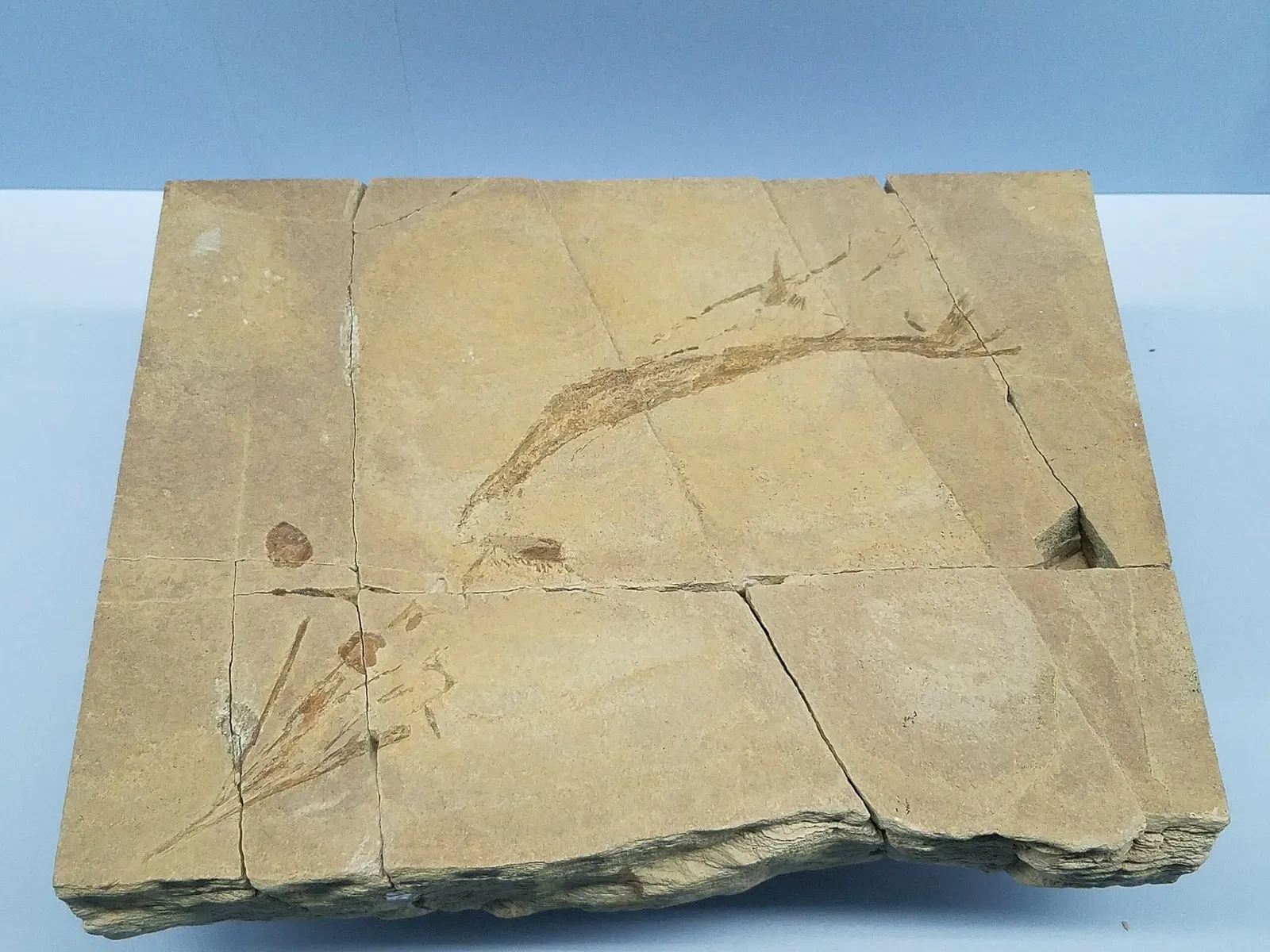 Fossilienmuseum des Monte San Giorgio