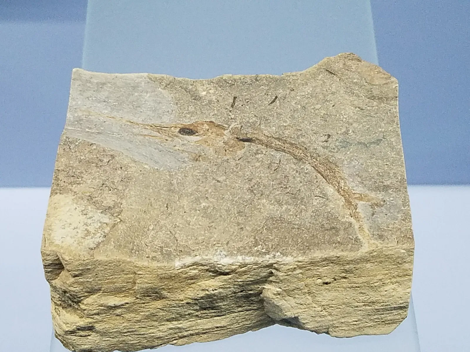 Museum of fossils from Monte San Giorgio