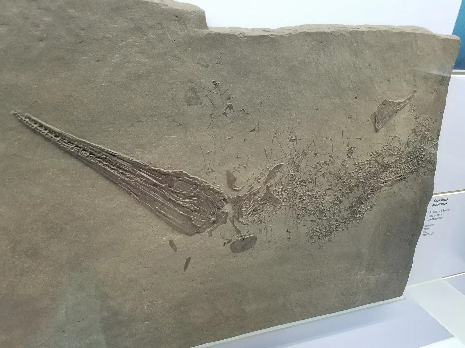 Museum of fossils from Monte San Giorgio