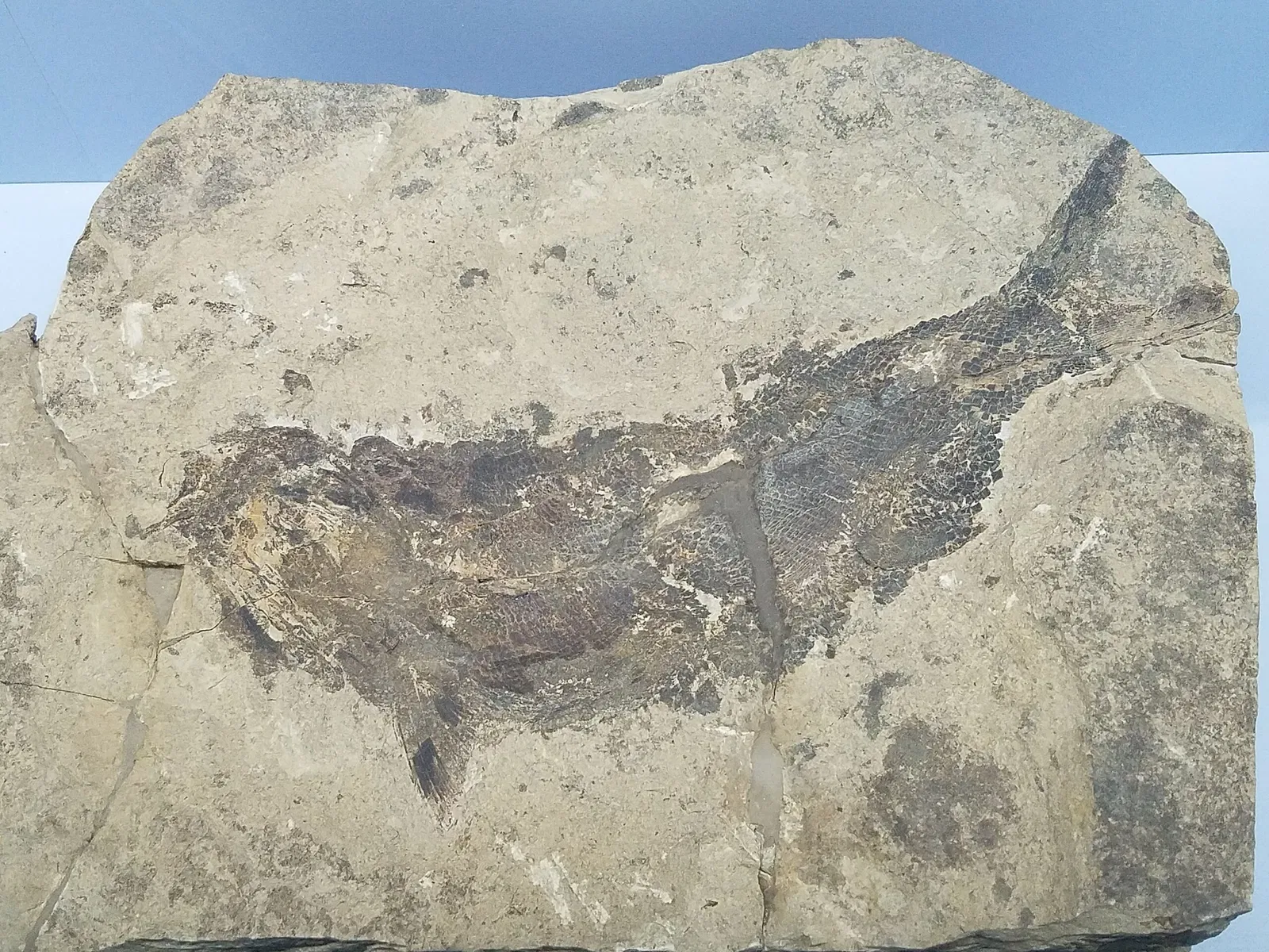 Museum of fossils from Monte San Giorgio