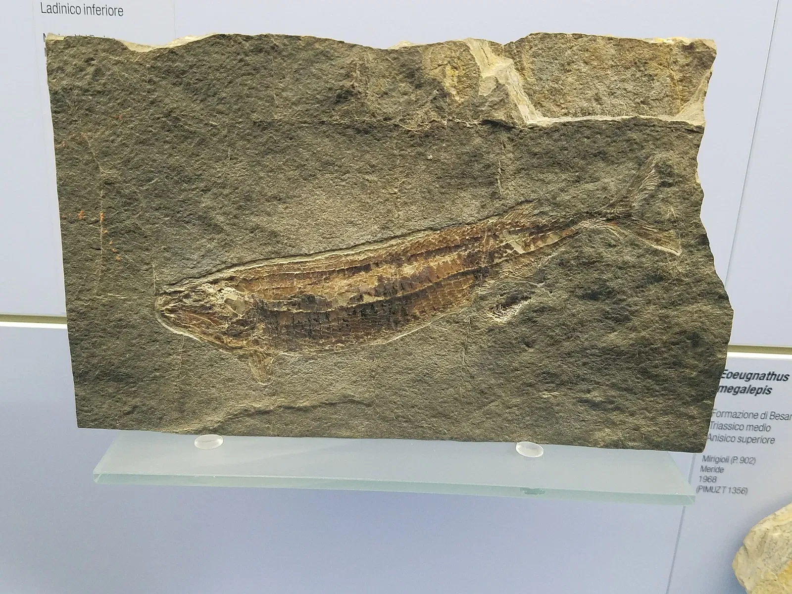 Fossilienmuseum des Monte San Giorgio