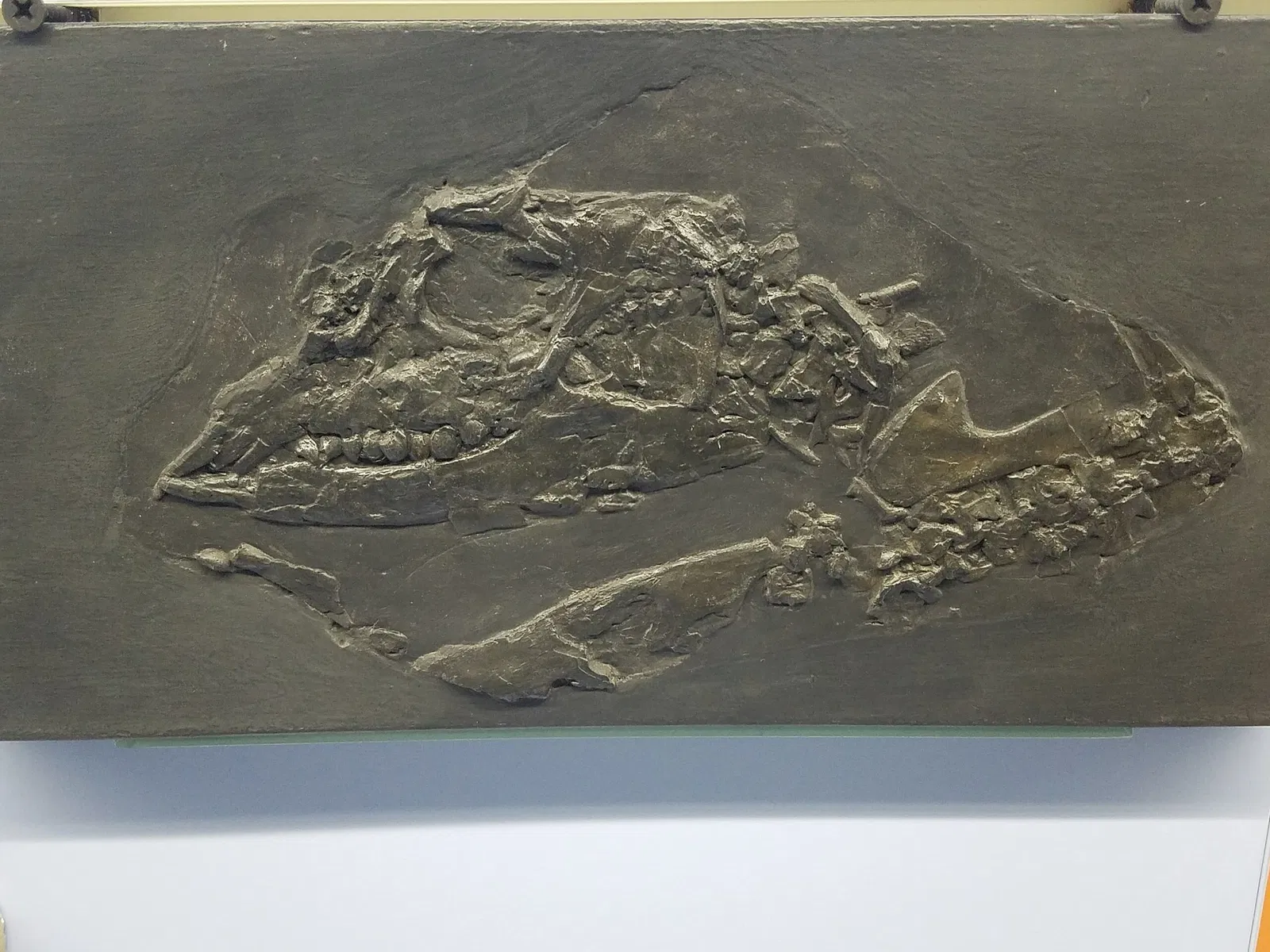 Fossilienmuseum des Monte San Giorgio