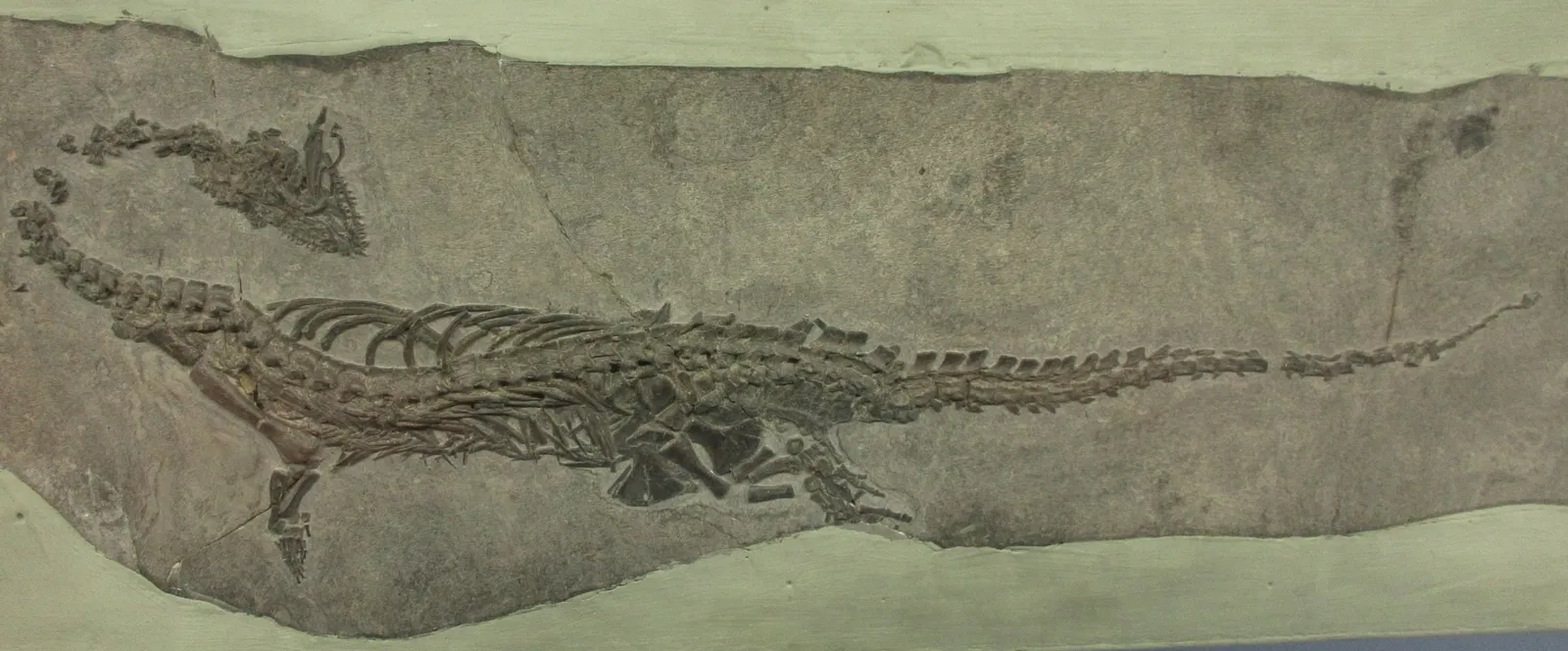 Museum of fossils from Monte San Giorgio