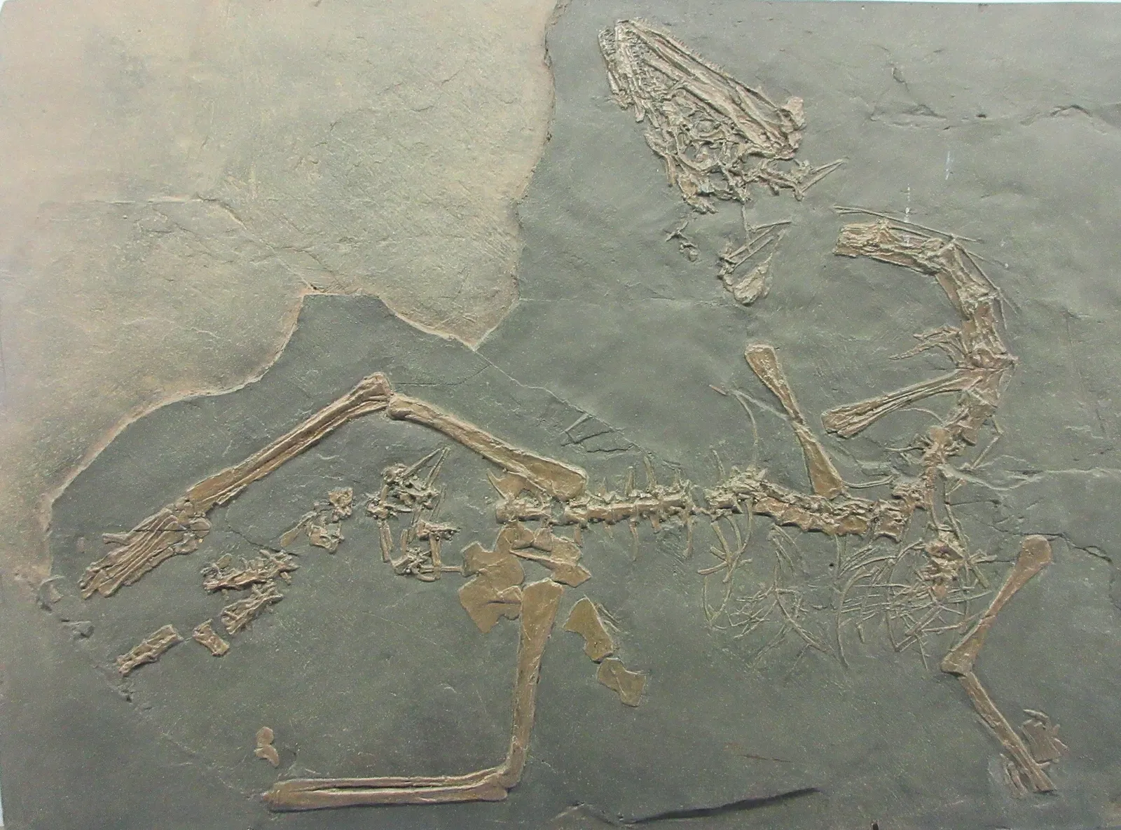 Museum of fossils from Monte San Giorgio