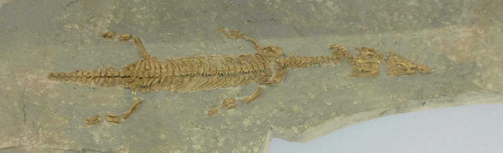 Museum of fossils from Monte San Giorgio