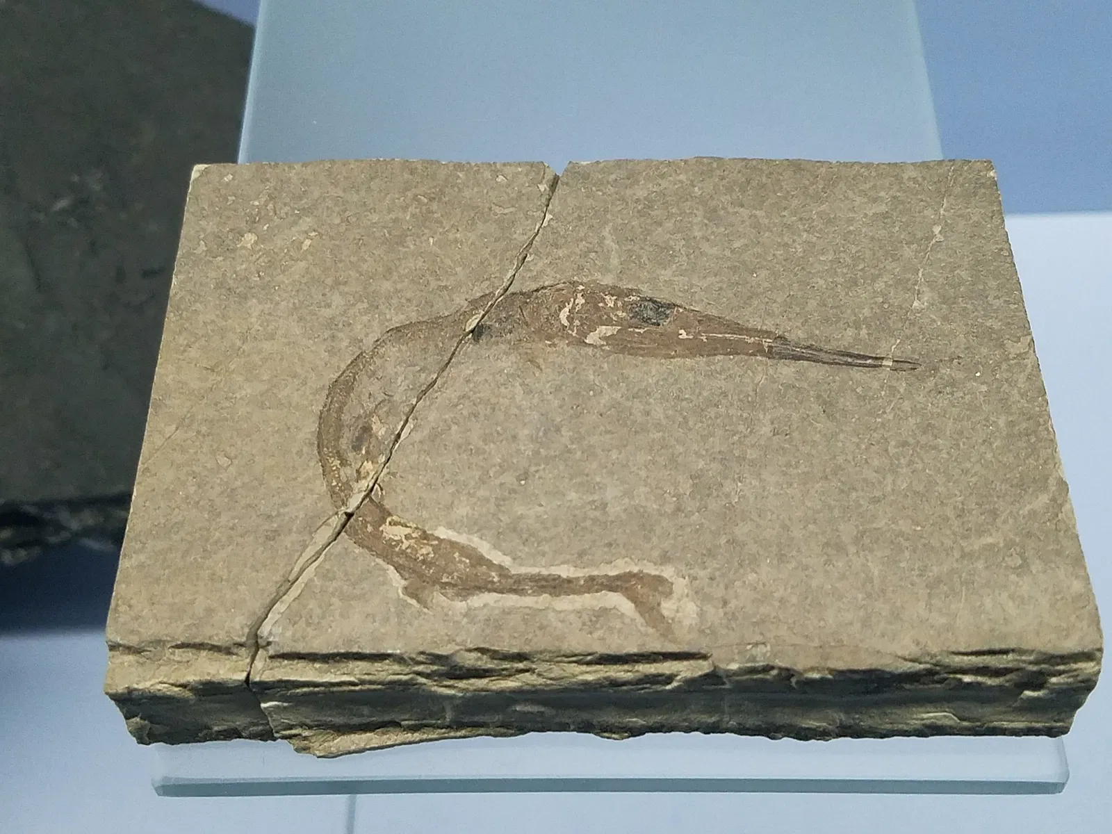 Museo dei fossili del Monte San Giorgio